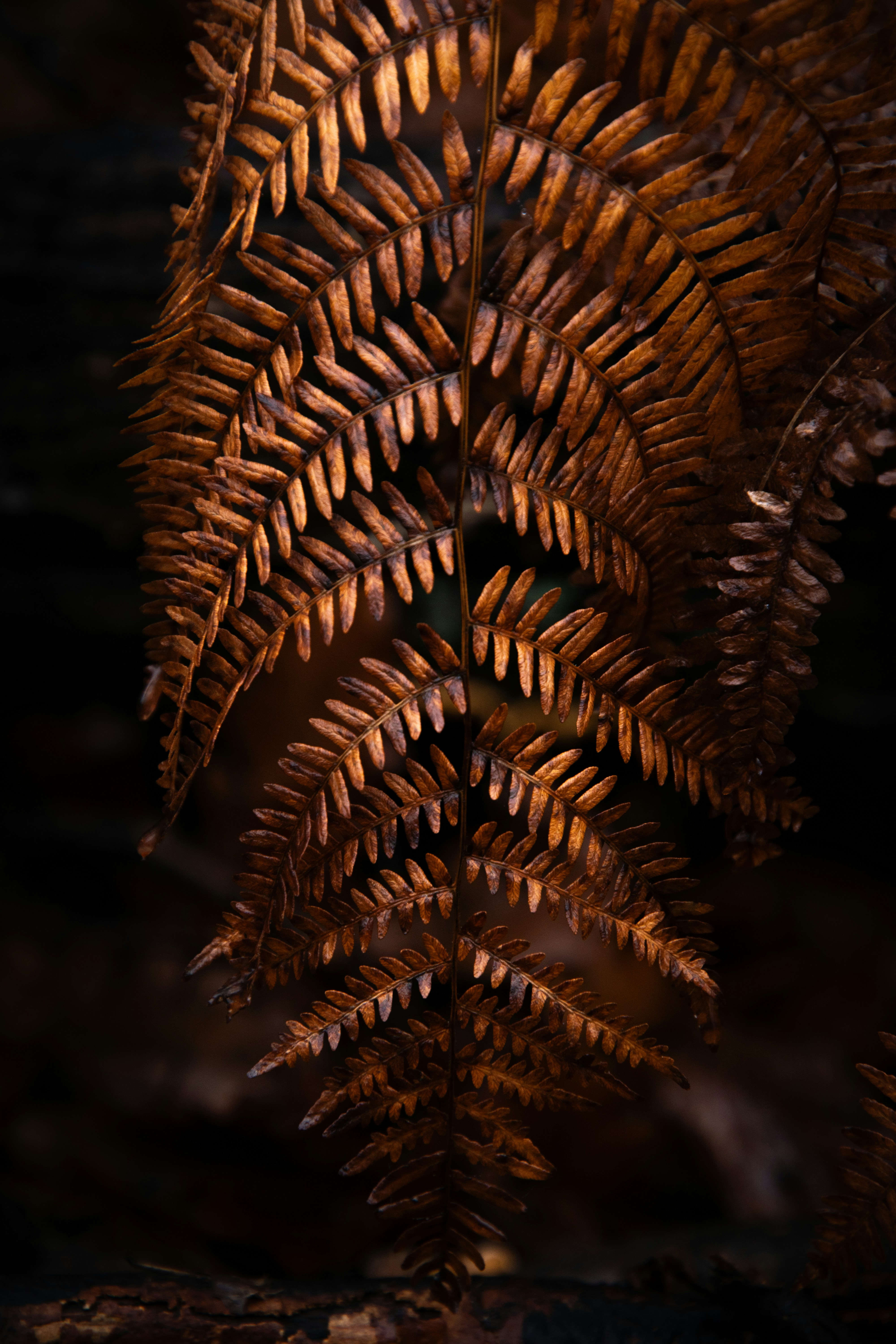 Photo by vjeblackbirdlion