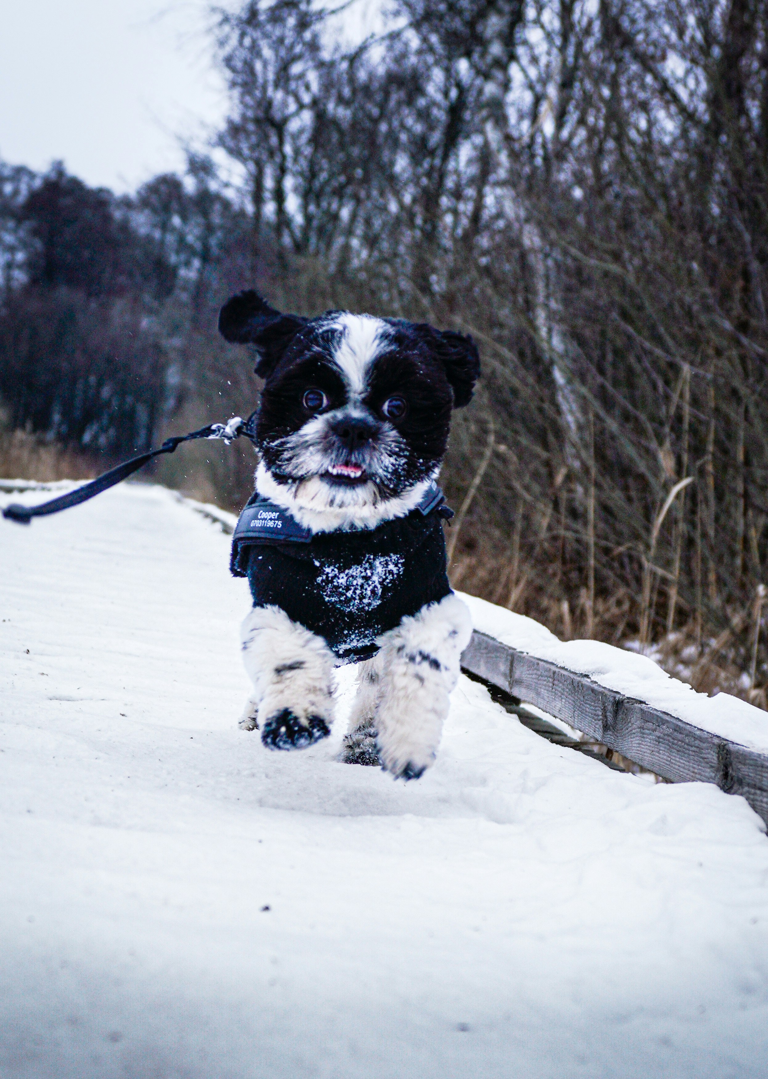A small dog in a jacket runs through the snow.