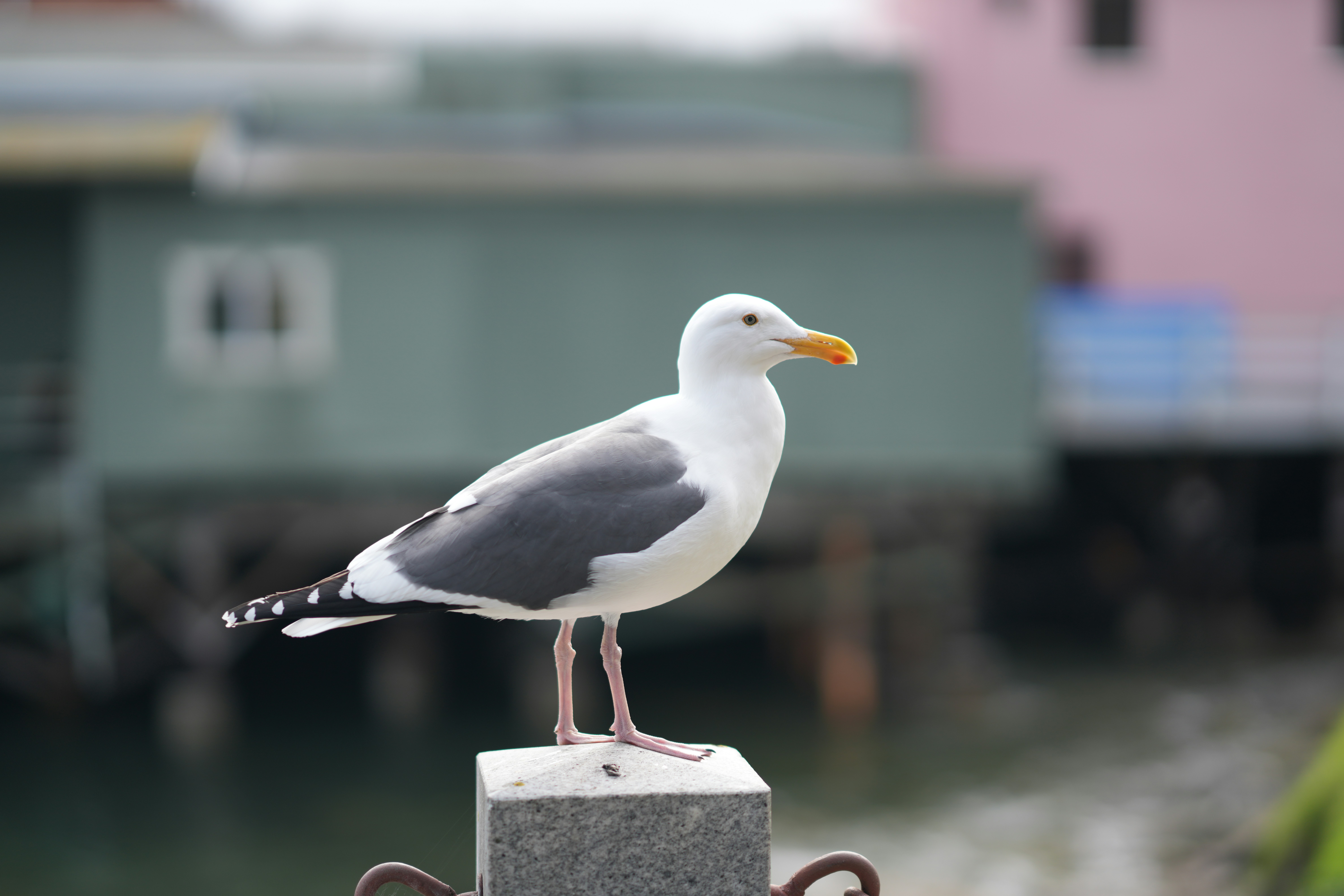 A seagull stands on a stone post.