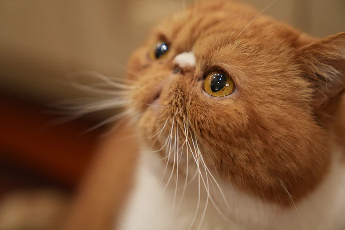 Gato laranja e branco fofinho de perto