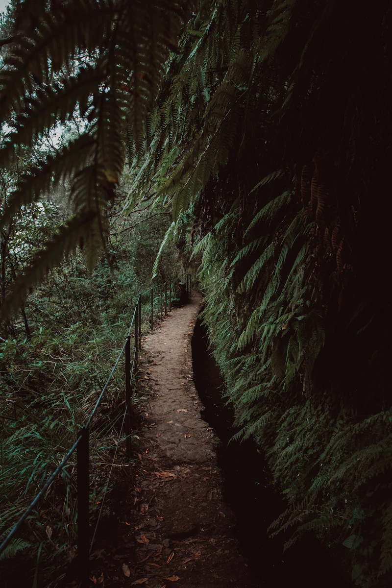 Wandelen