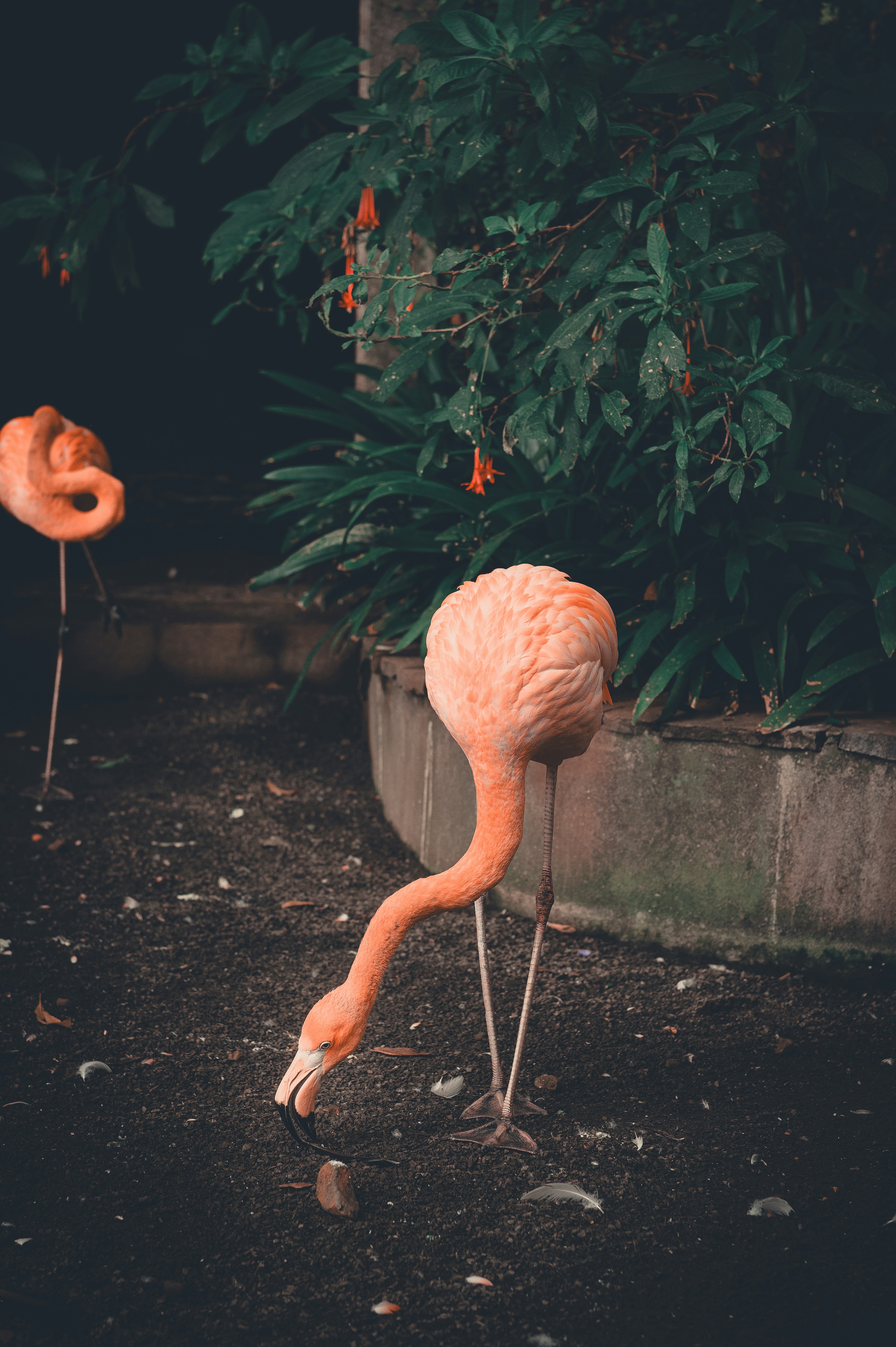 Two pink flamingos stand near lush green foliage.