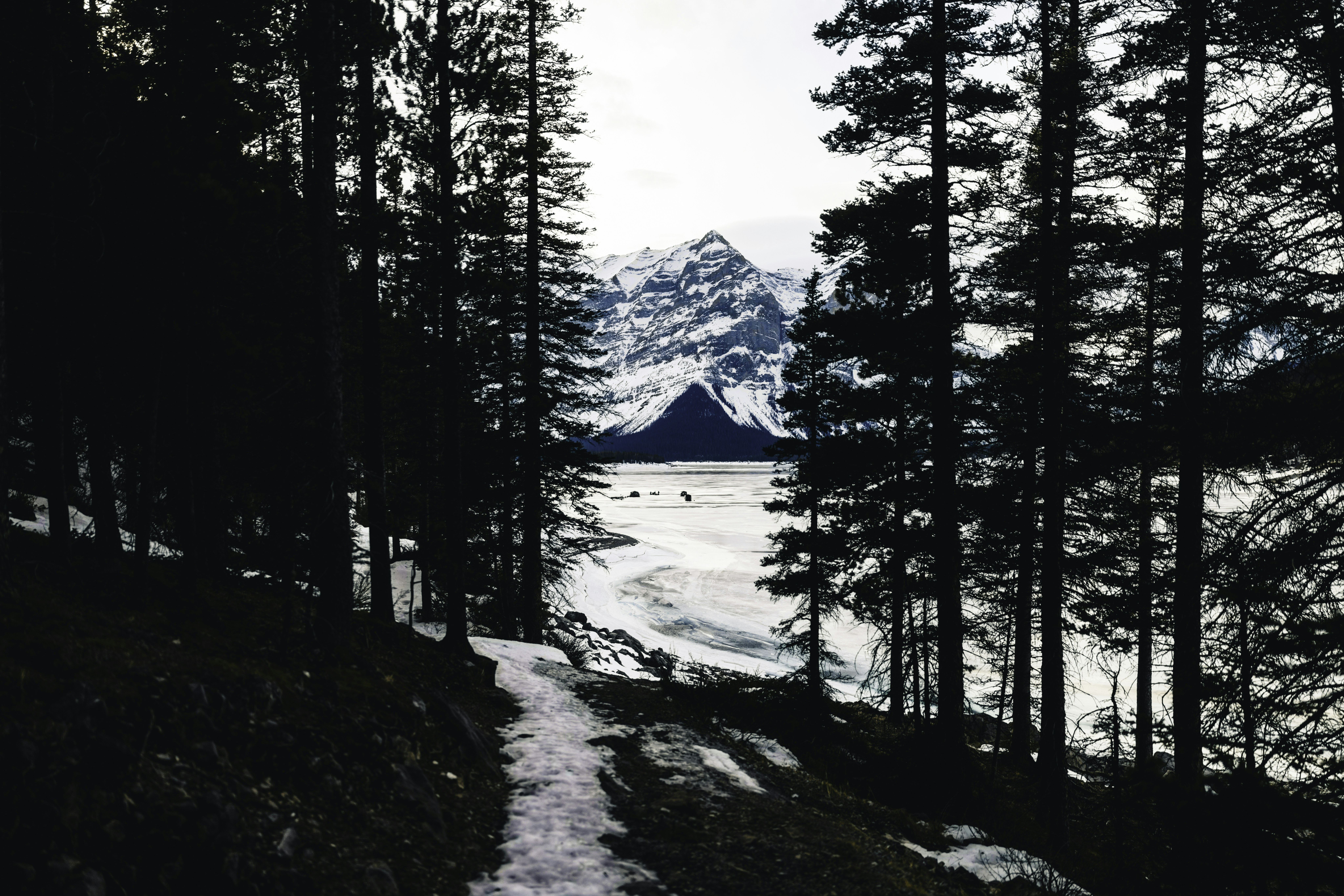 Snowy path through pine trees towards a frozen lake.