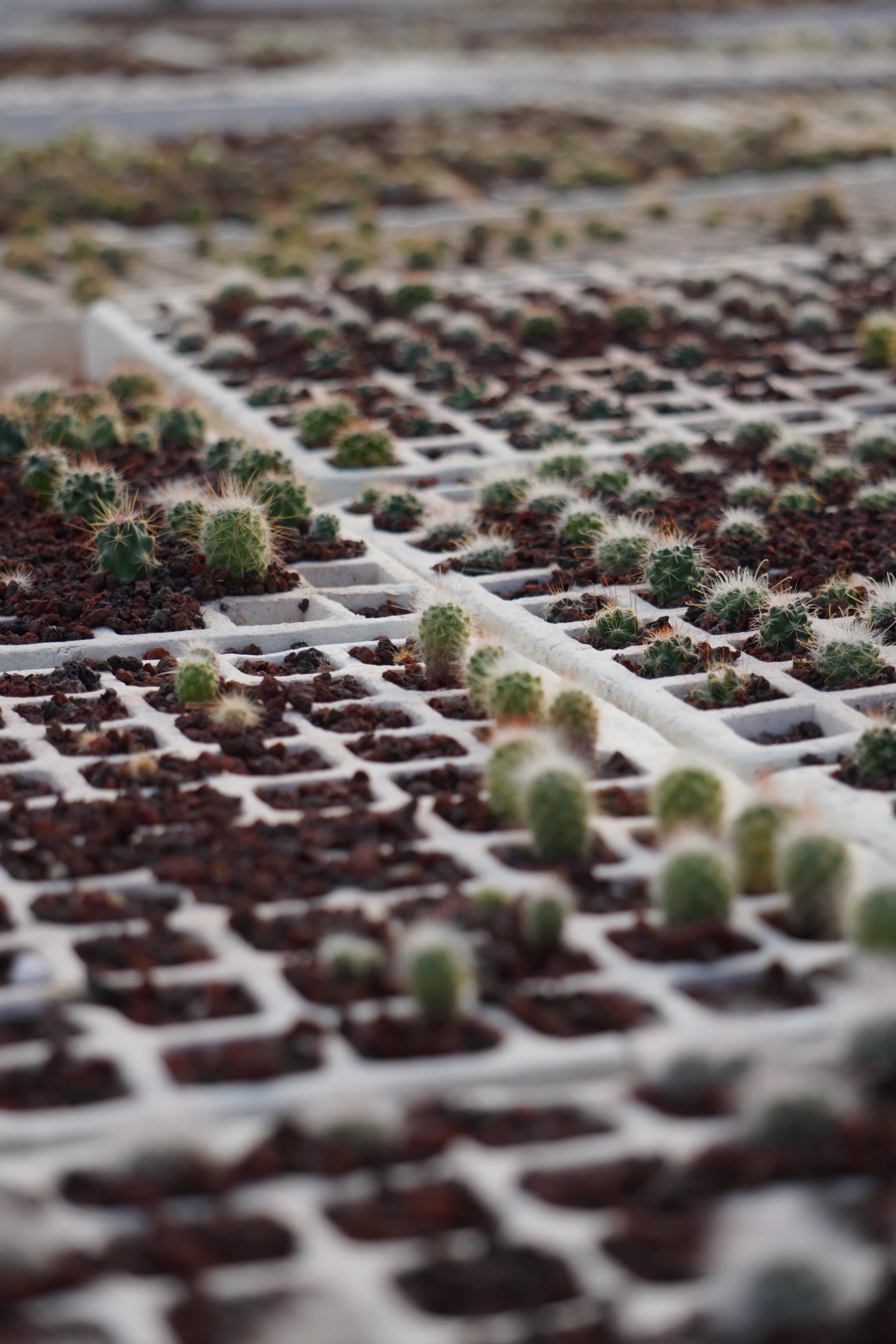 Rows of small cacti growing in a nursery