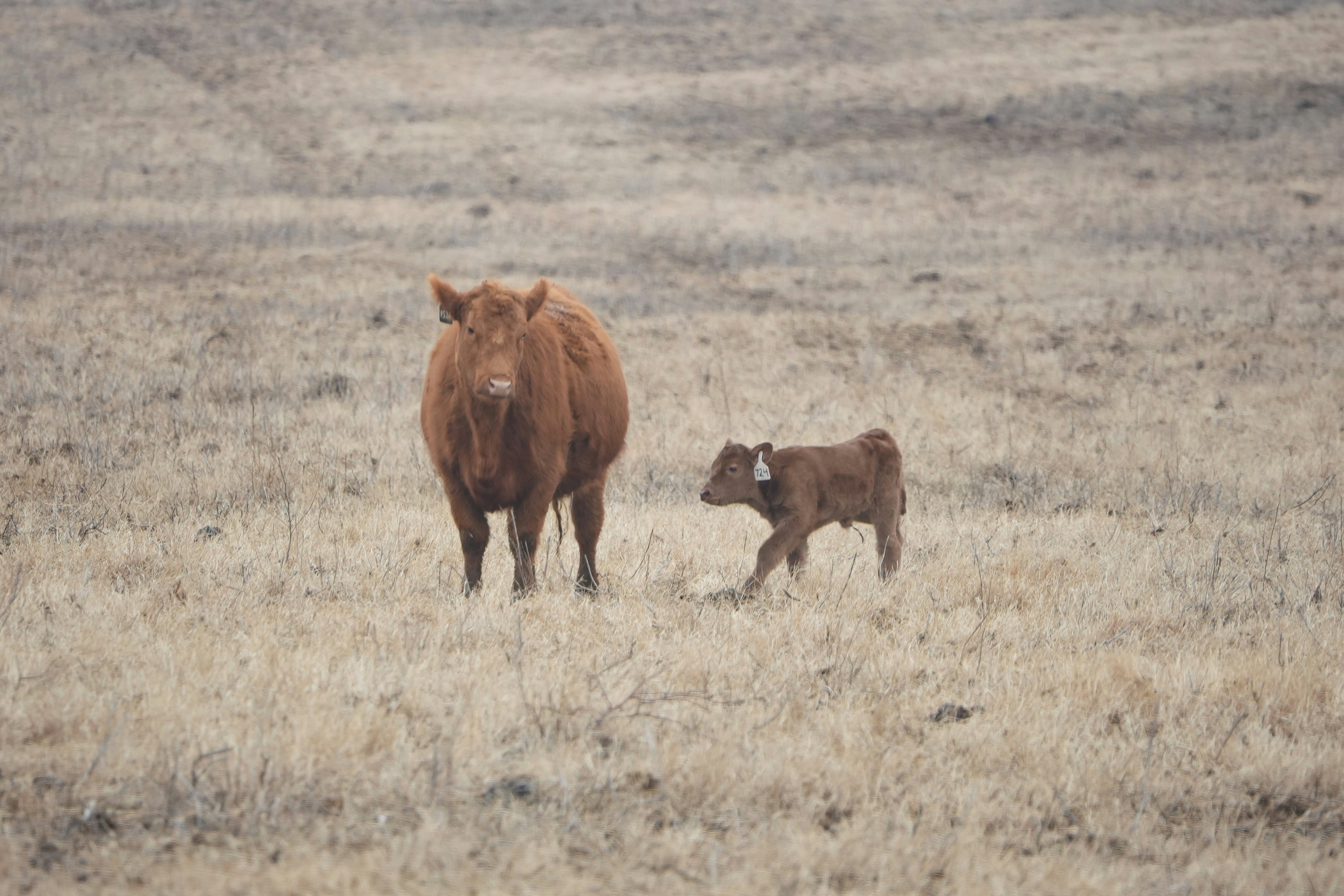 A brown cow and calf stand in a dry field.