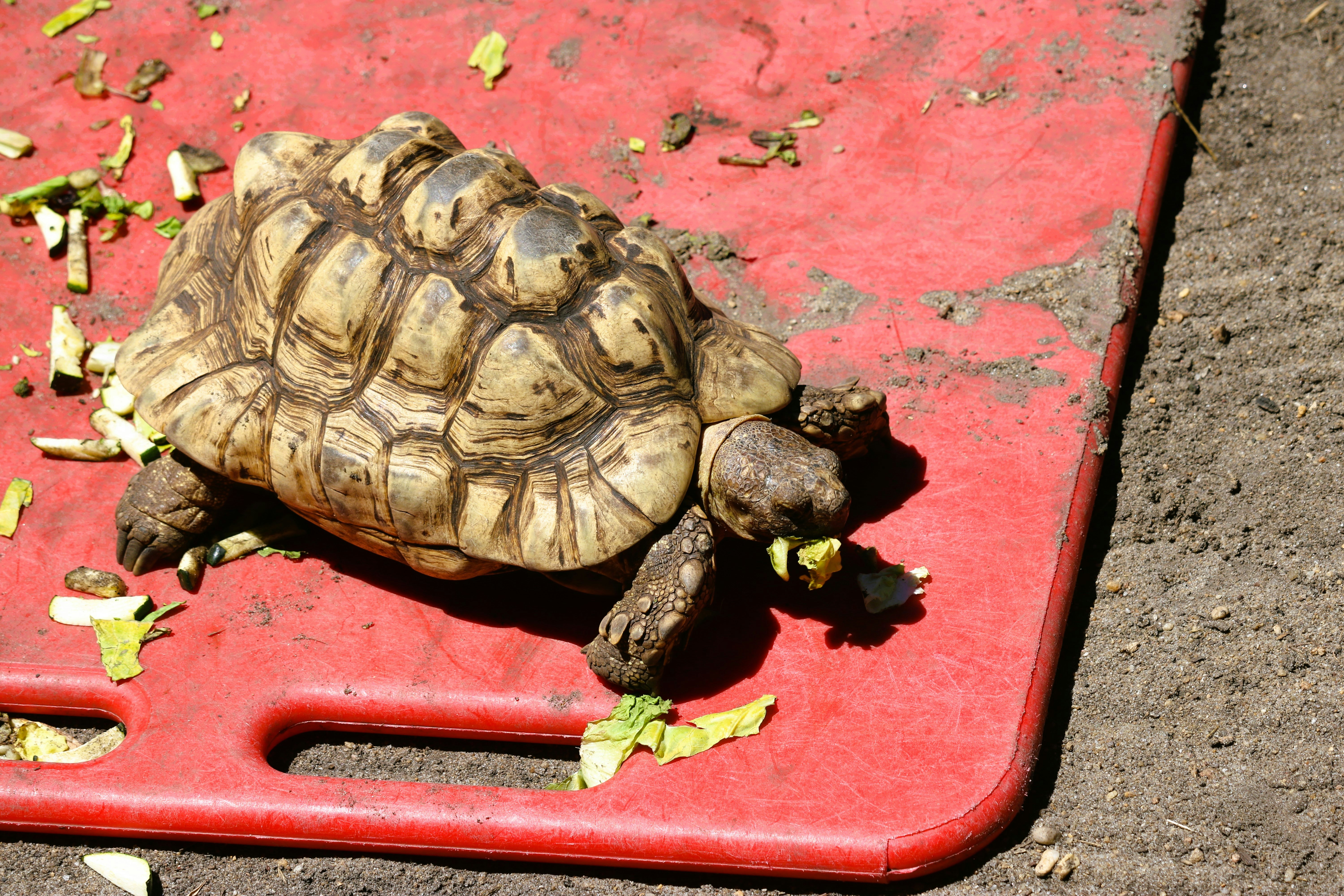 A tortoise eating lettuce on a red surface.