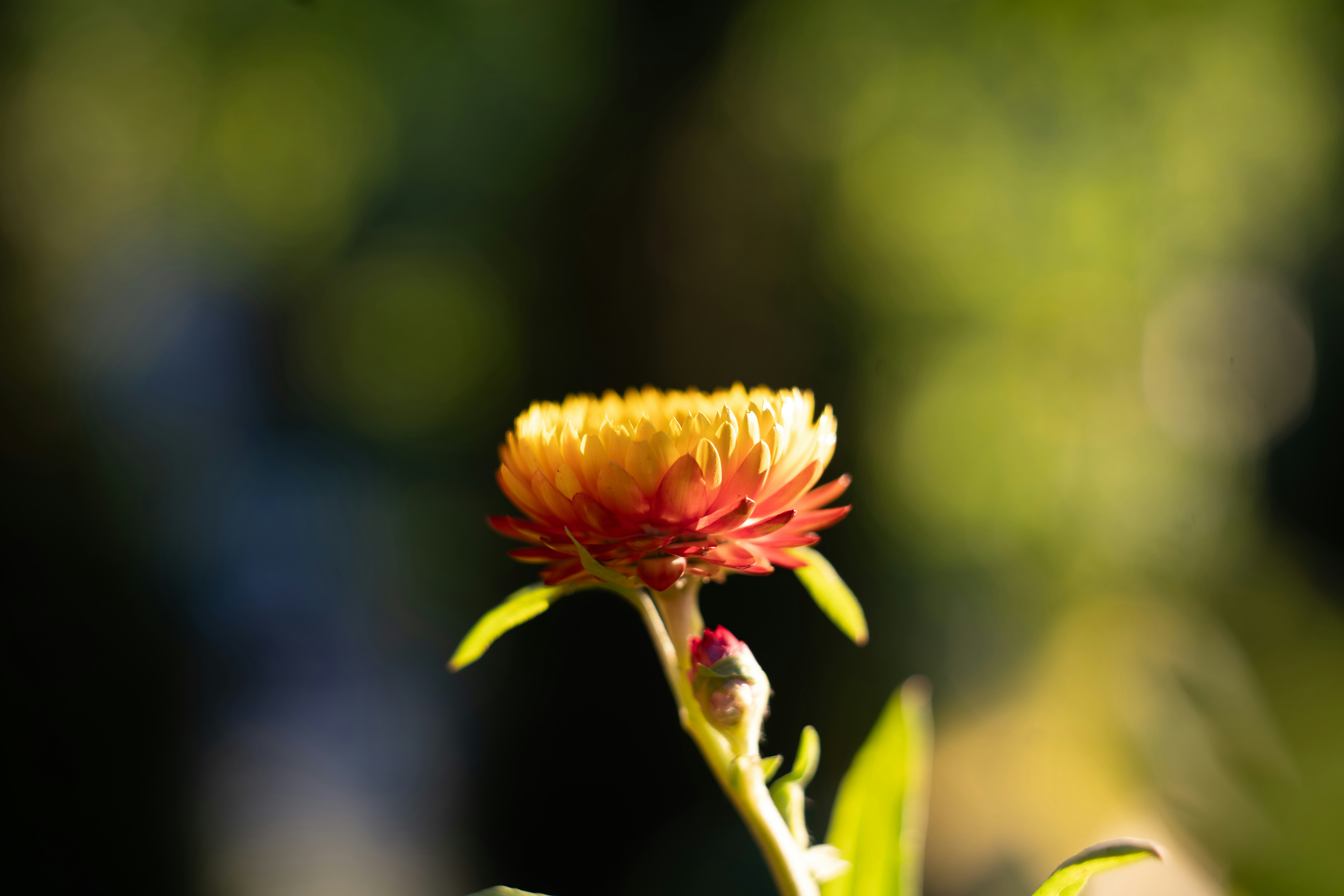 Photo by carolgauthier