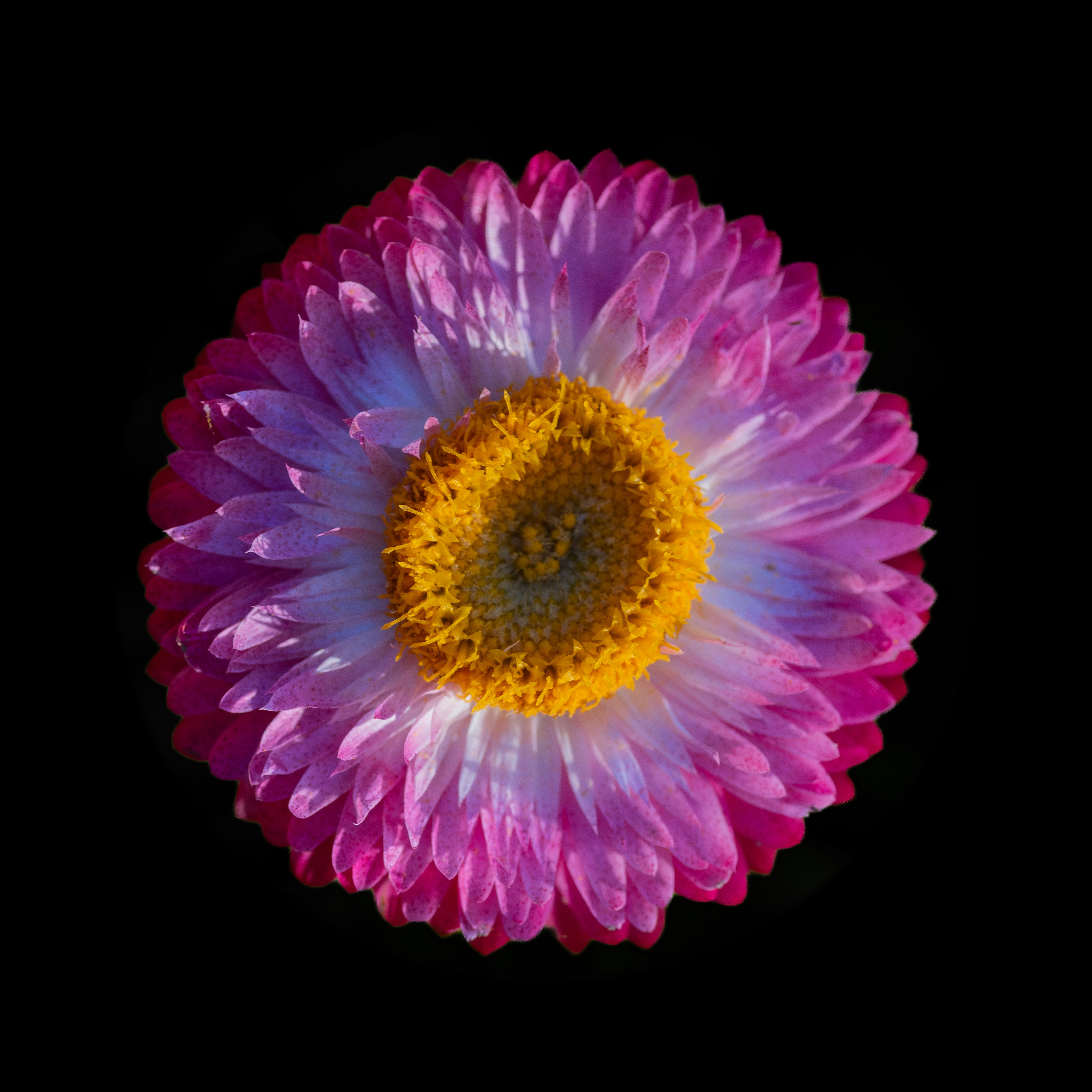 Photo by carolgauthier