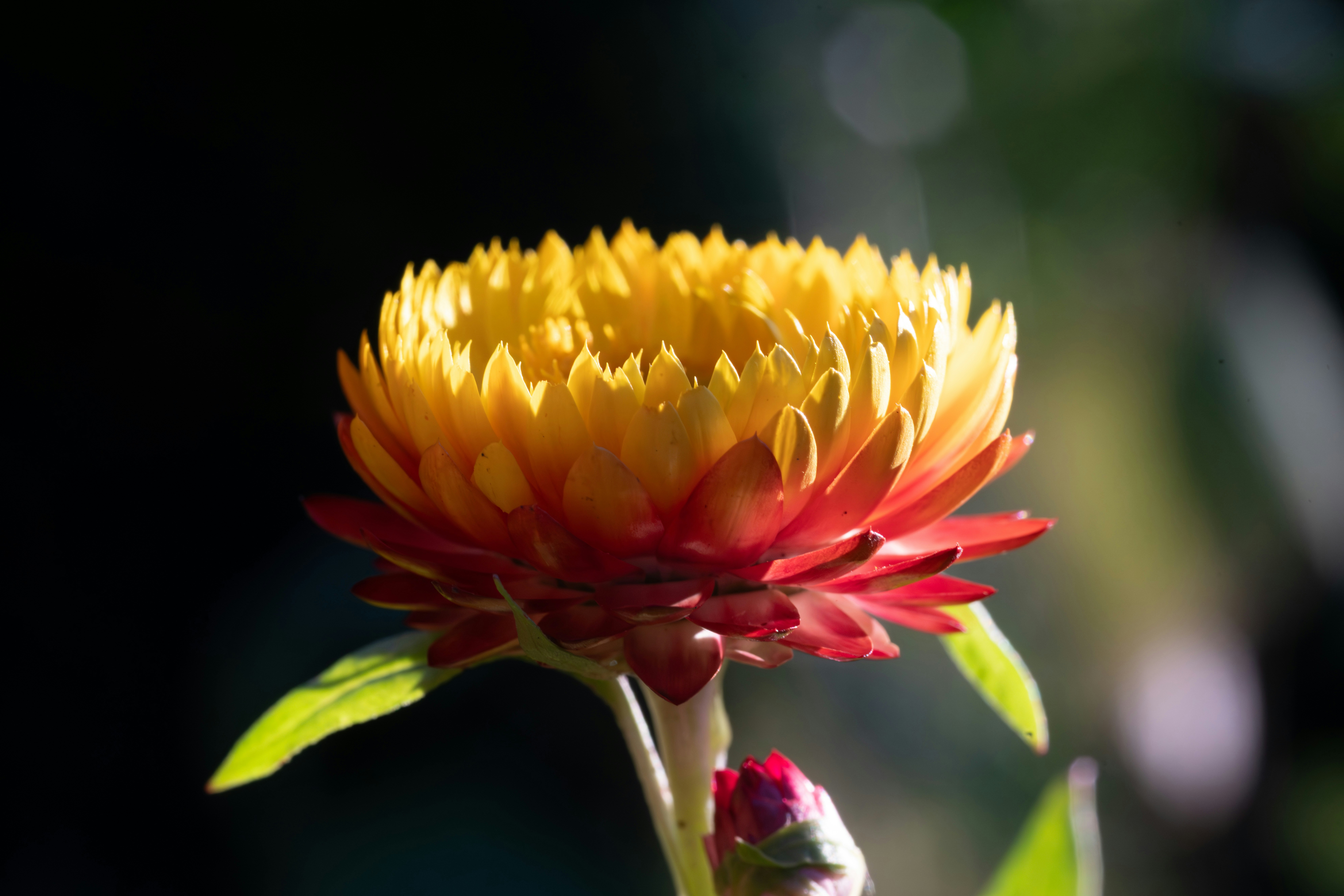 Photo by carolgauthier