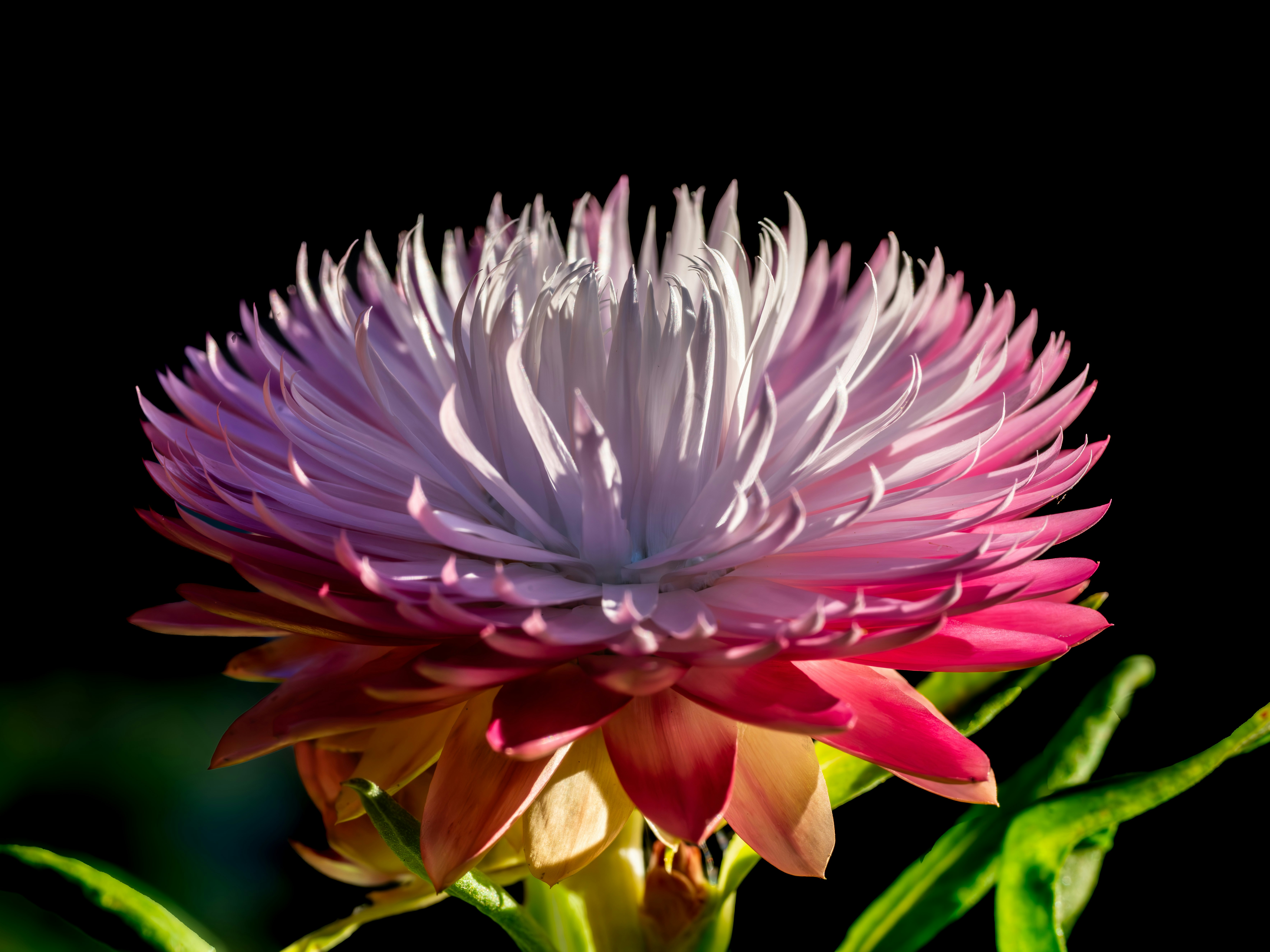 A pink and white strawflower blooms against a black background