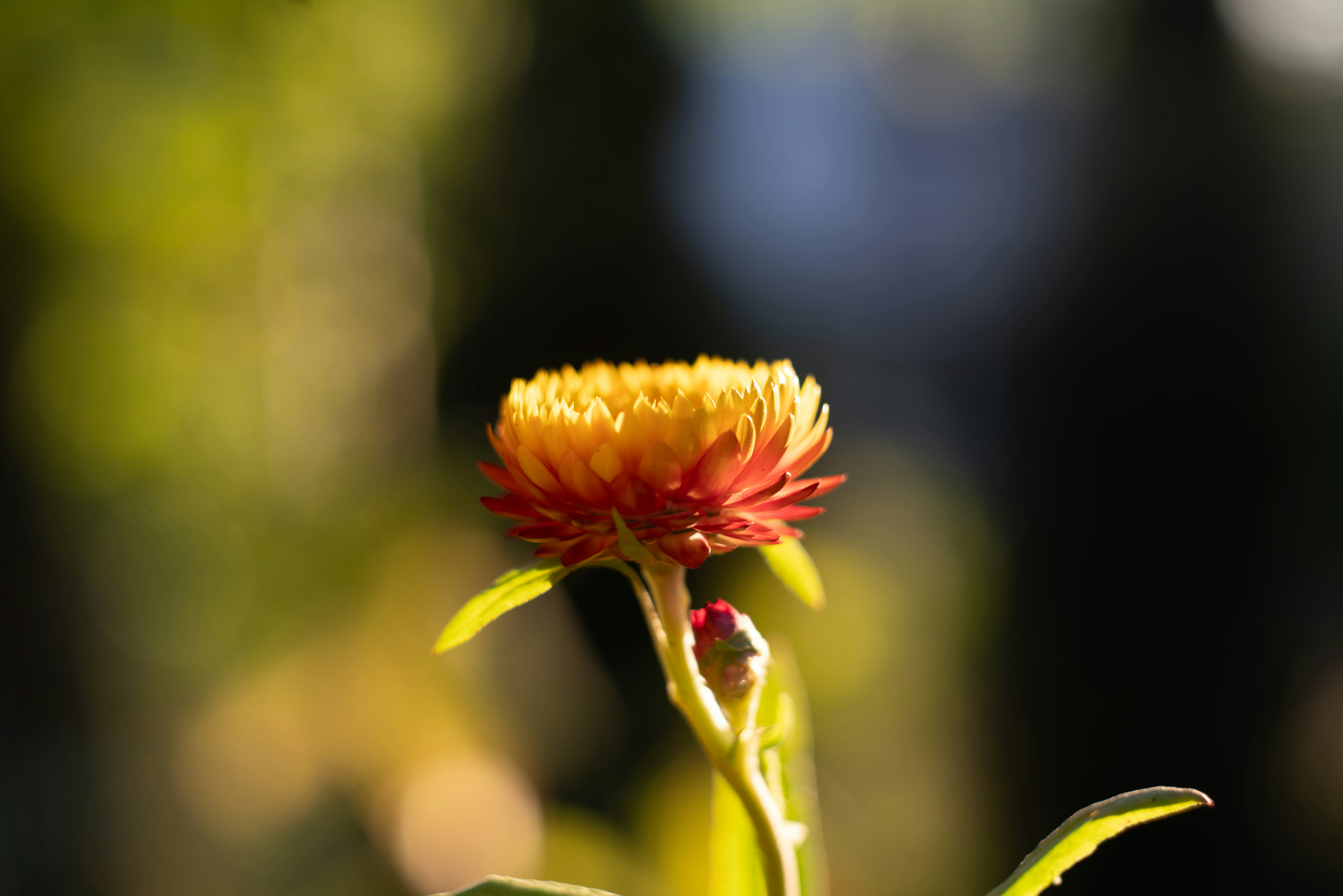 Photo by carolgauthier