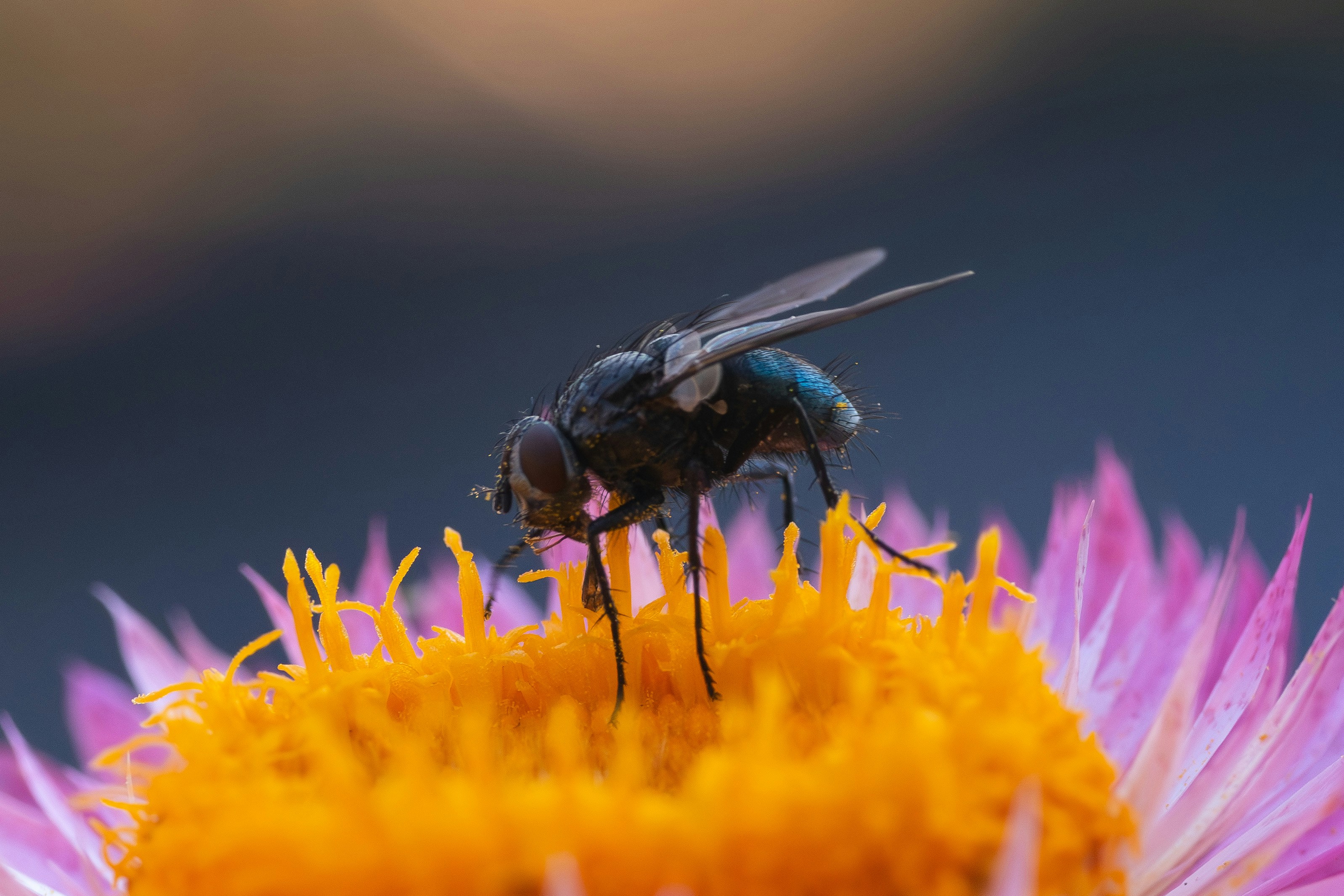 Photo by carolgauthier