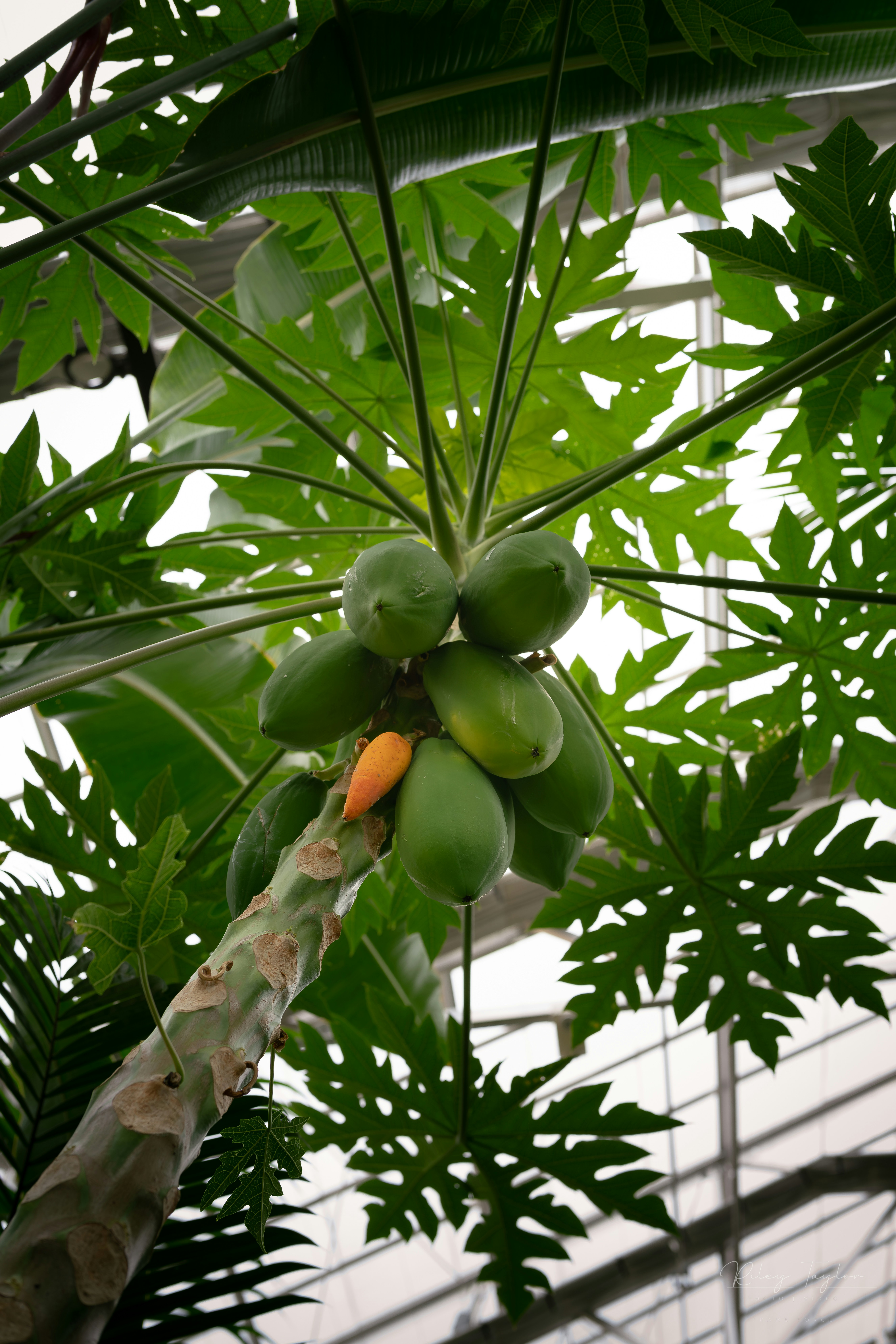 Green papayas growing on a tree with one orange fruit.