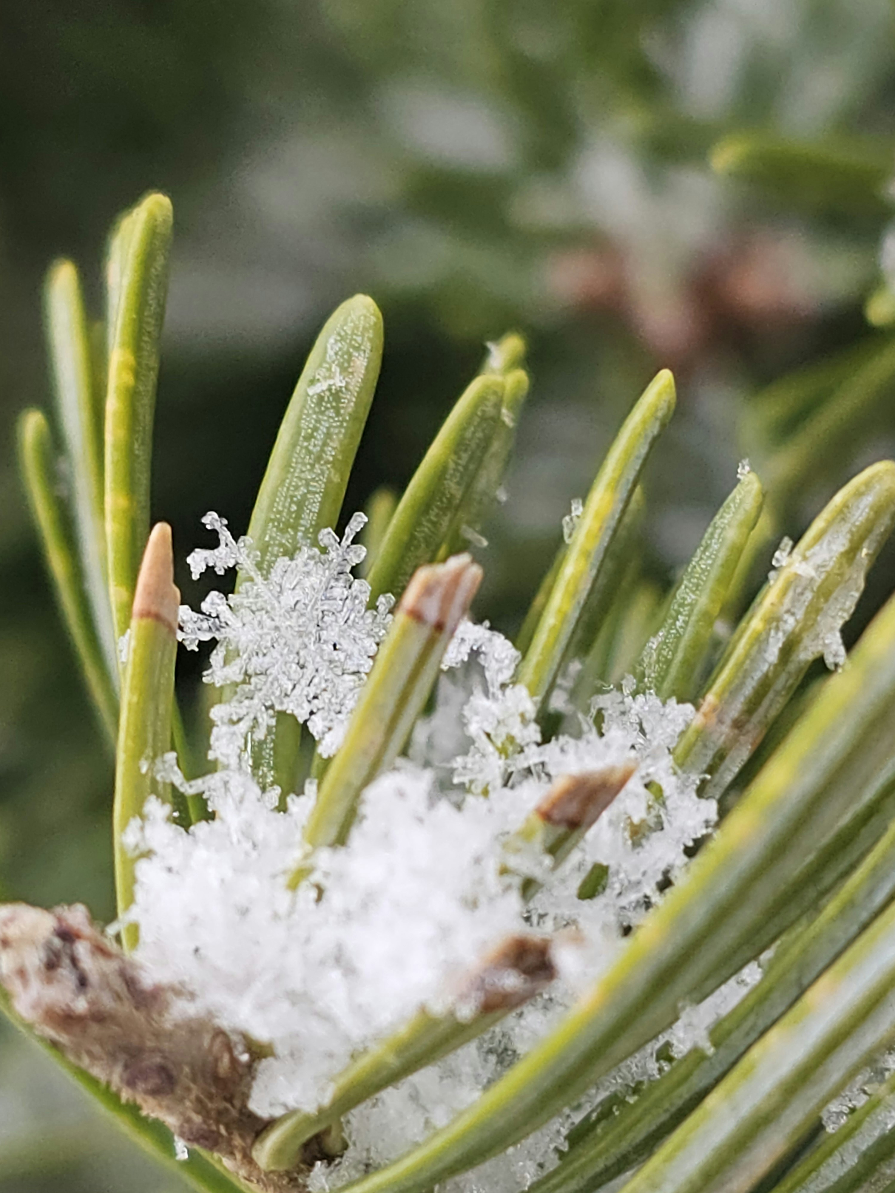 Nature exhibits her fragile beauty