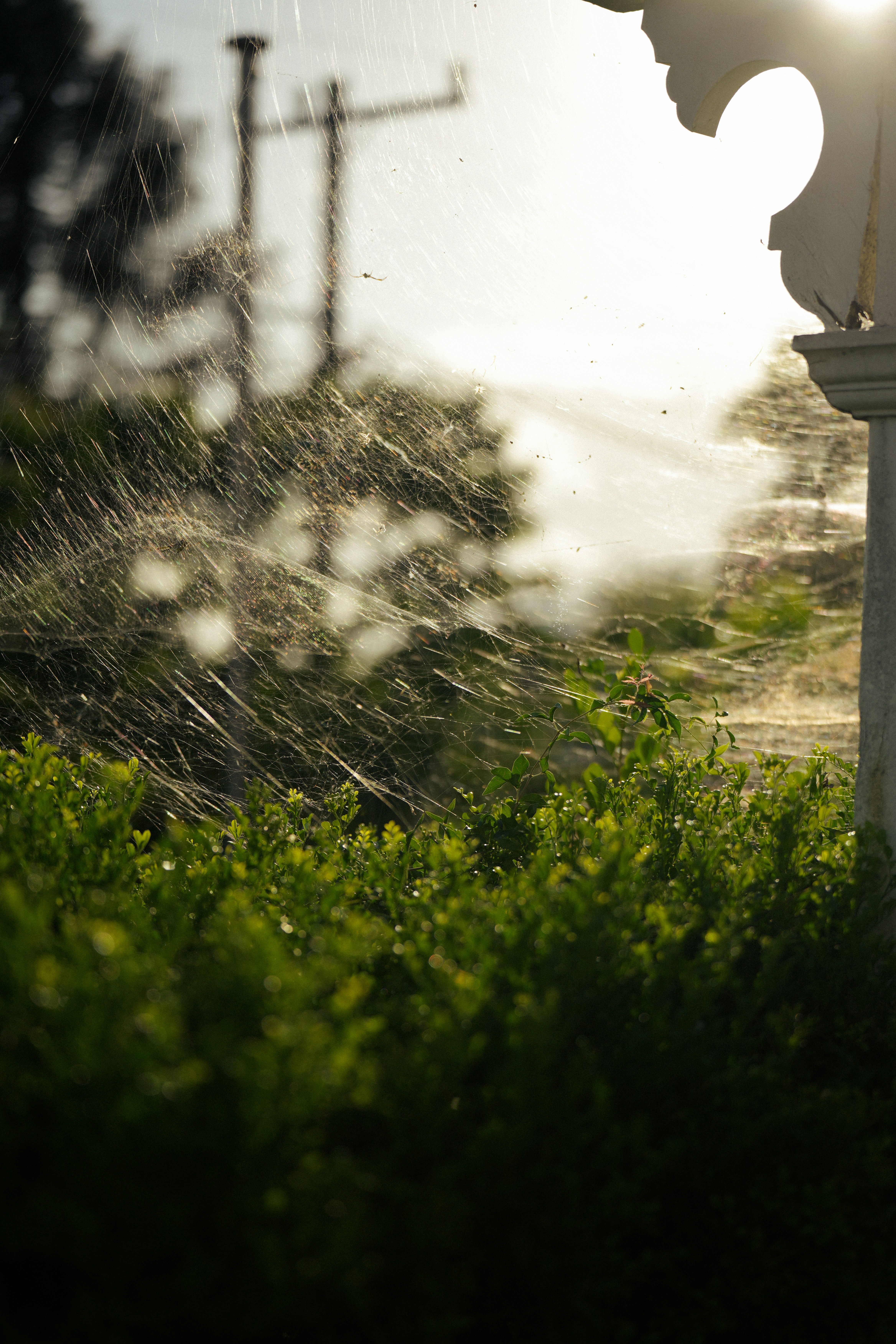 日光の下で緑の茂みに水が噴き散らす