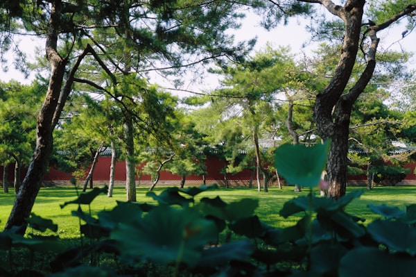 Beautiful green lawn