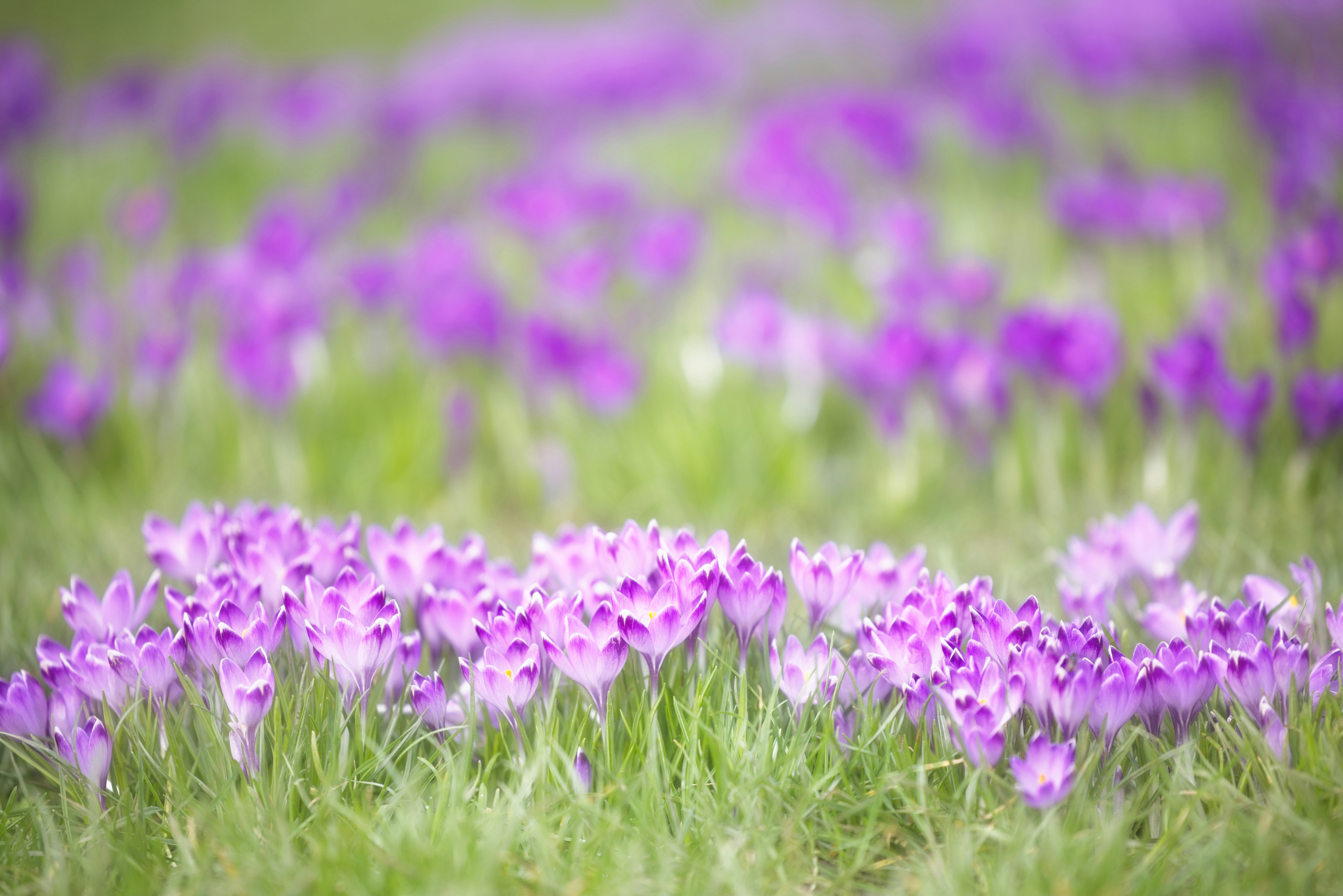 Field of blooming purple crocuses in green grass.