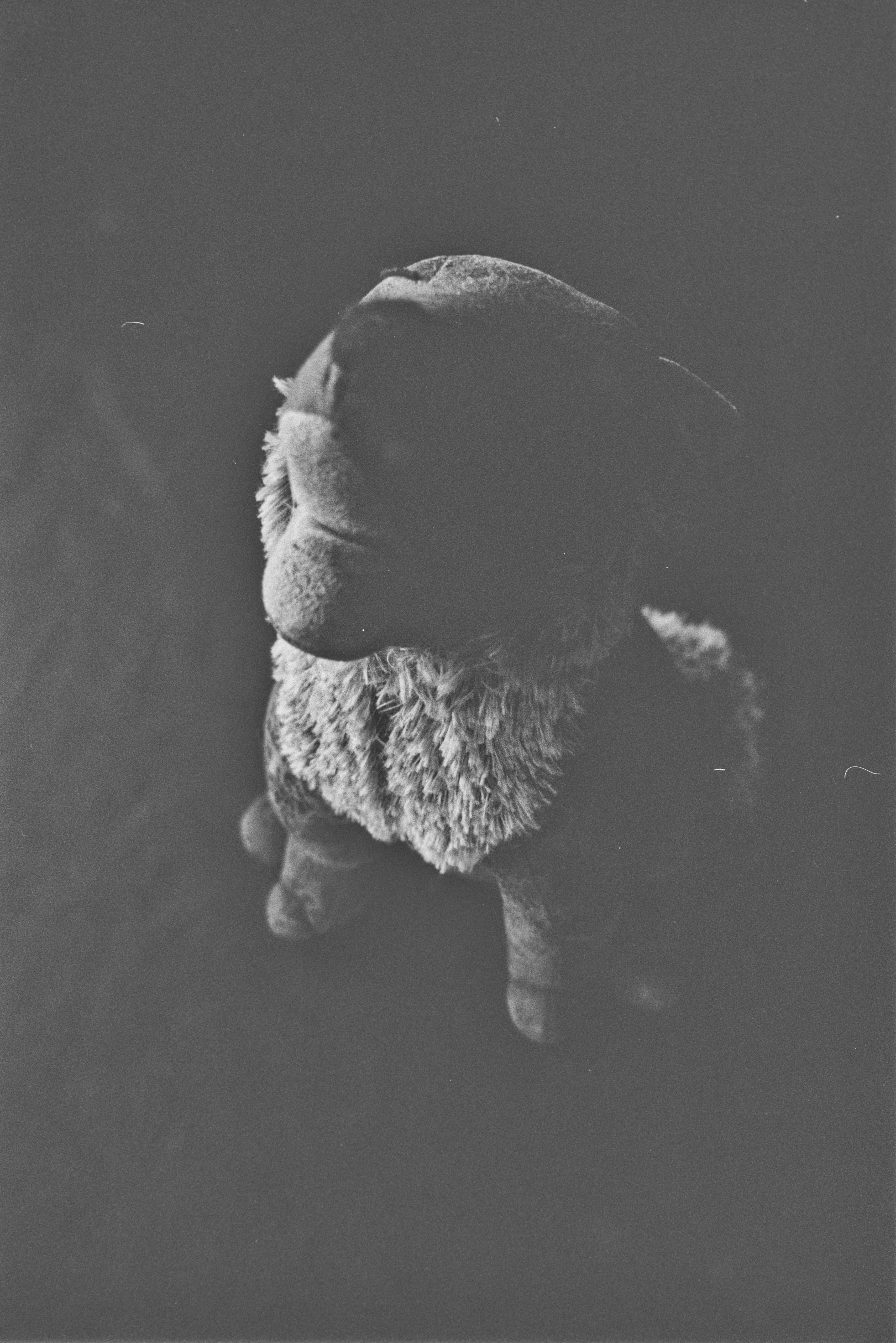 Ein Stoffhund sitzt im Dunkeln.