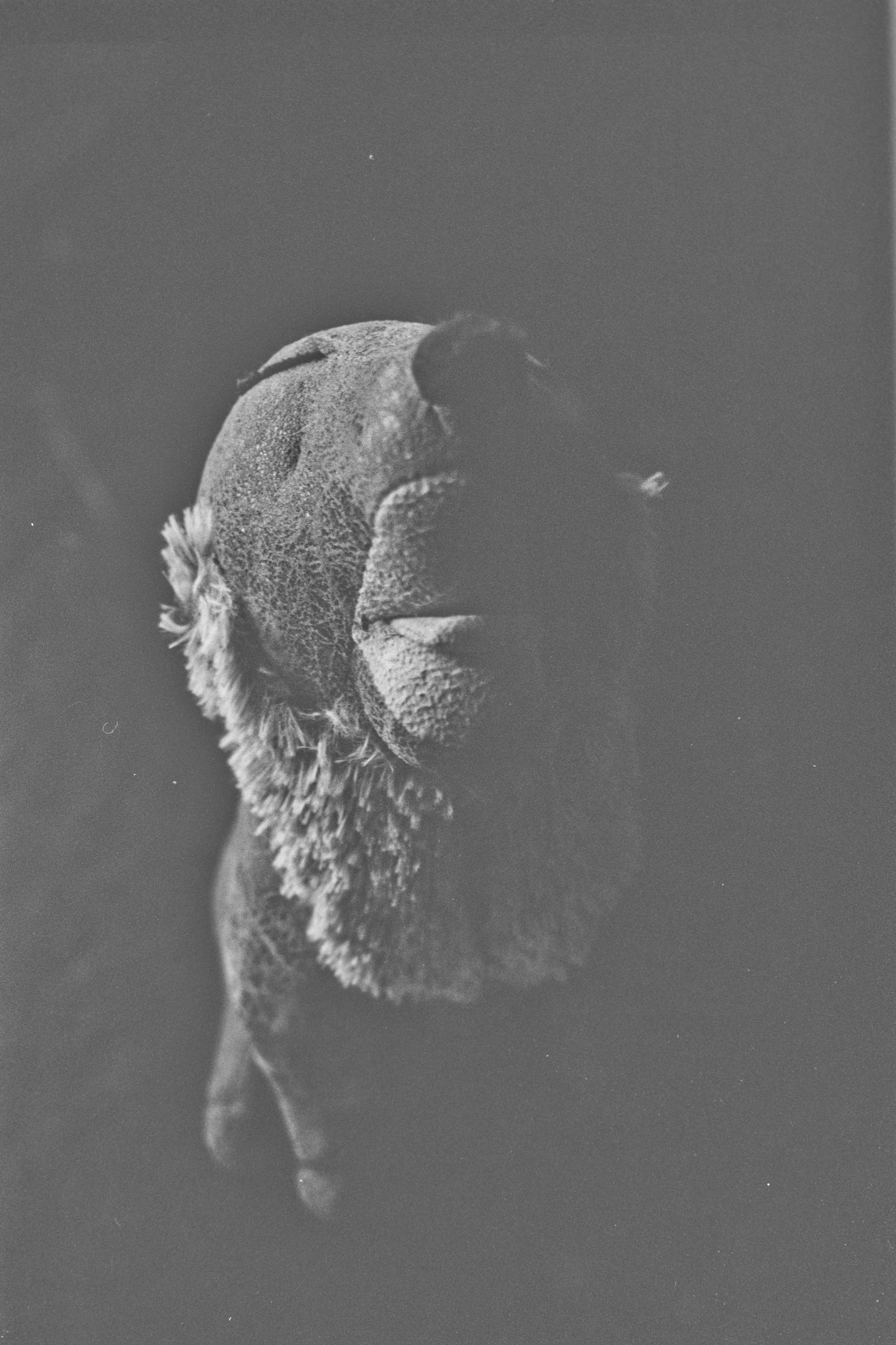 Eine Nahaufnahme des Gesichts eines Stofftieres