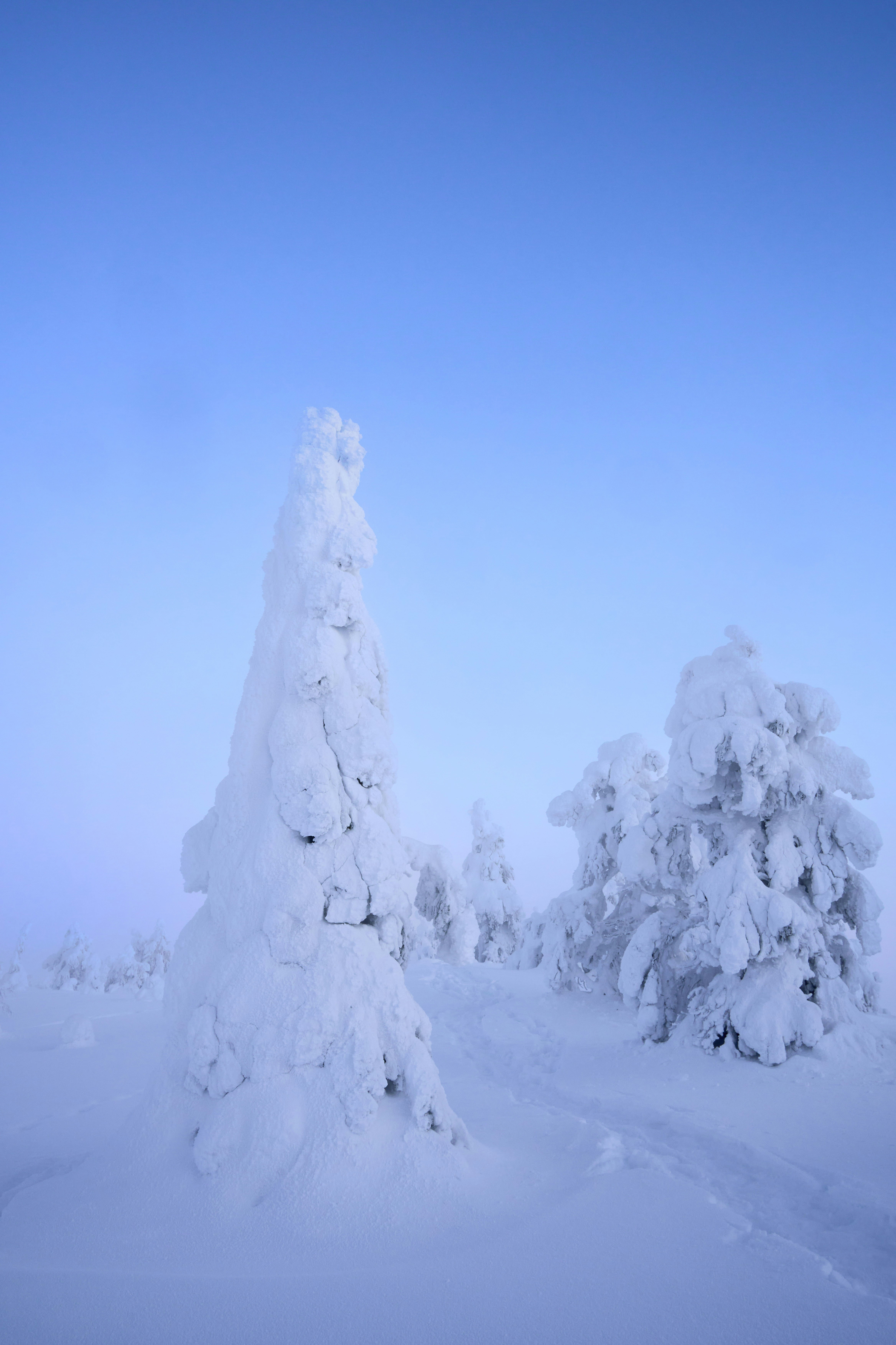 Photo by wolfgang_hasselmann