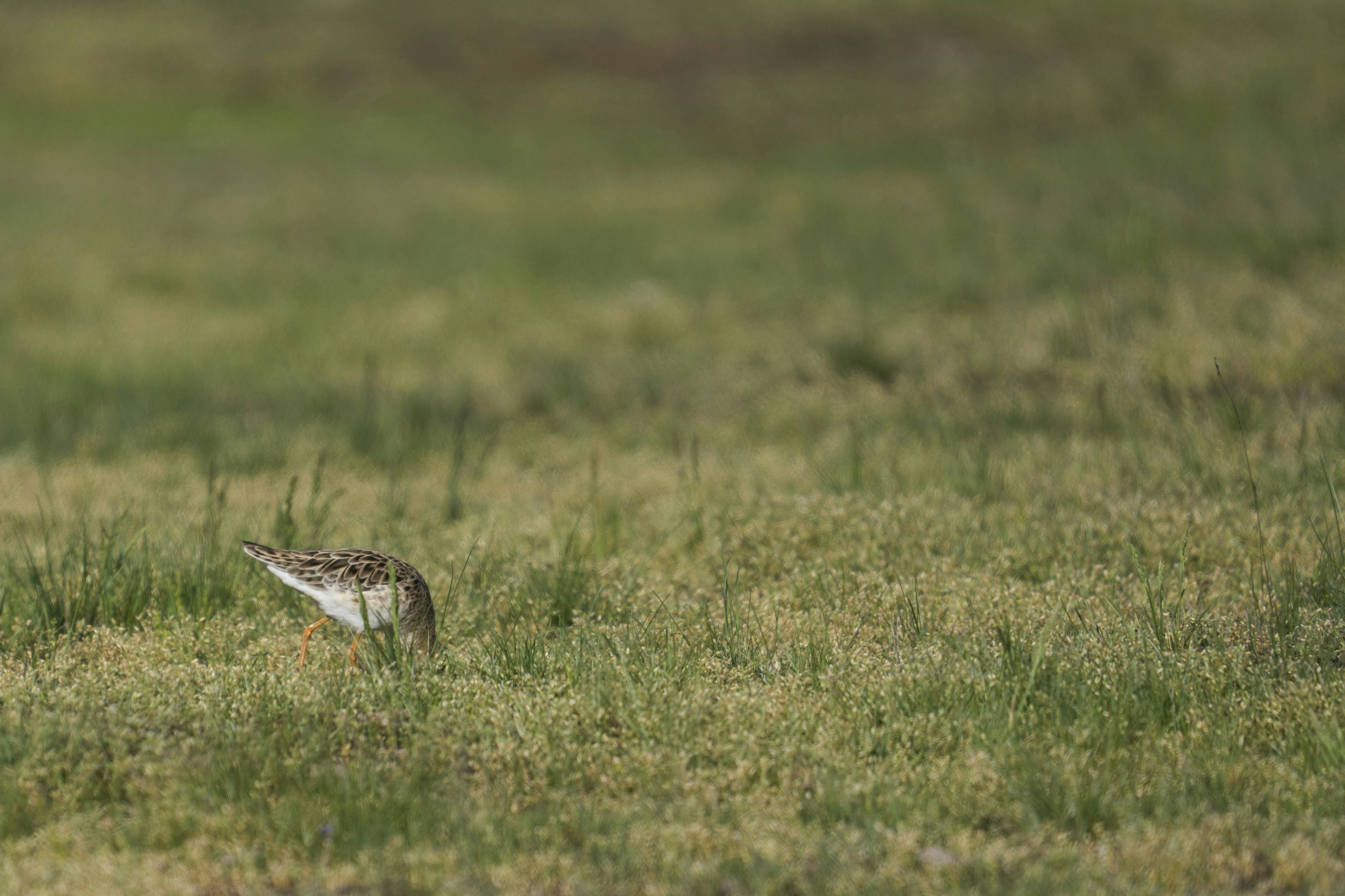 Photo by wolfgang_hasselmann