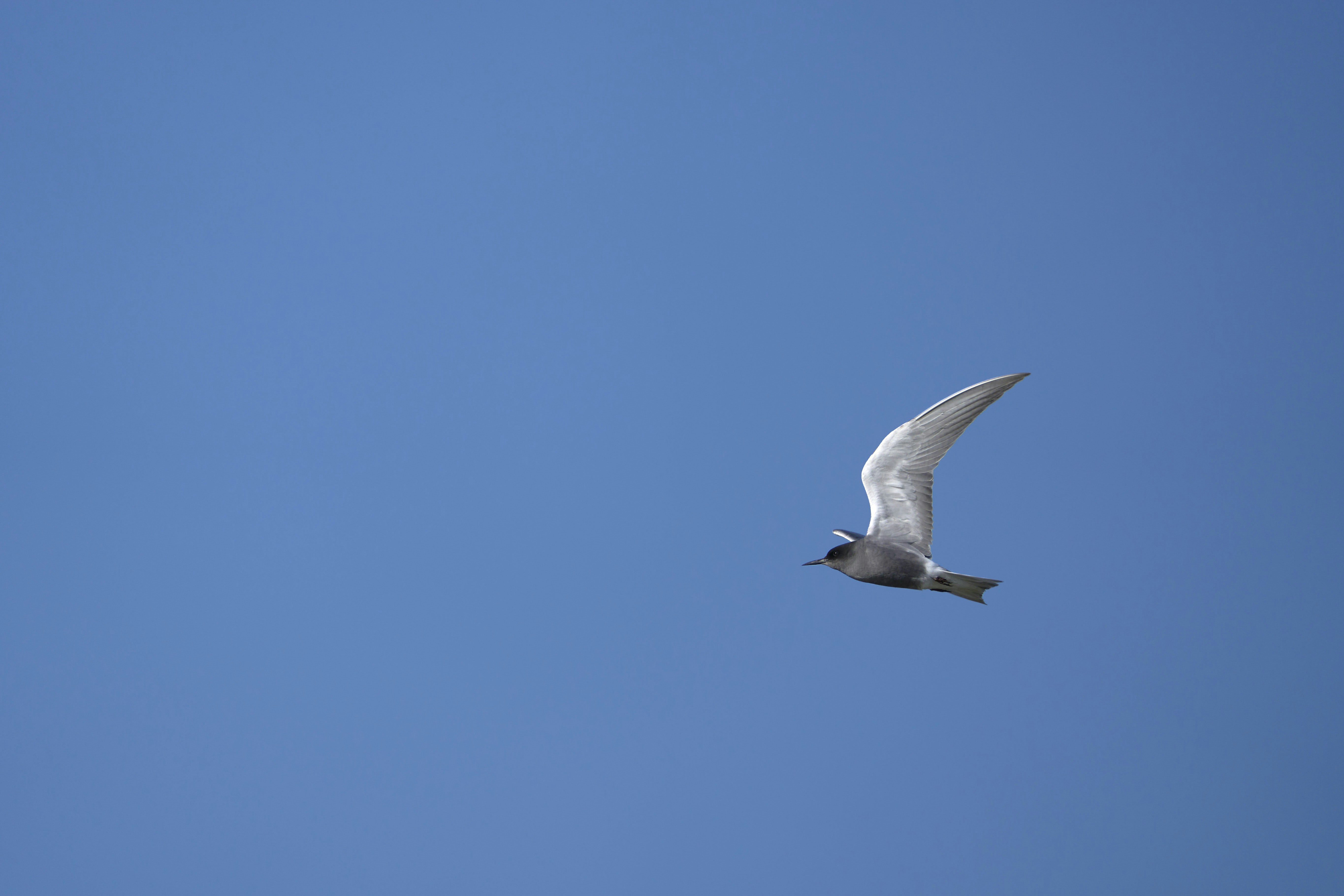 Photo by wolfgang_hasselmann