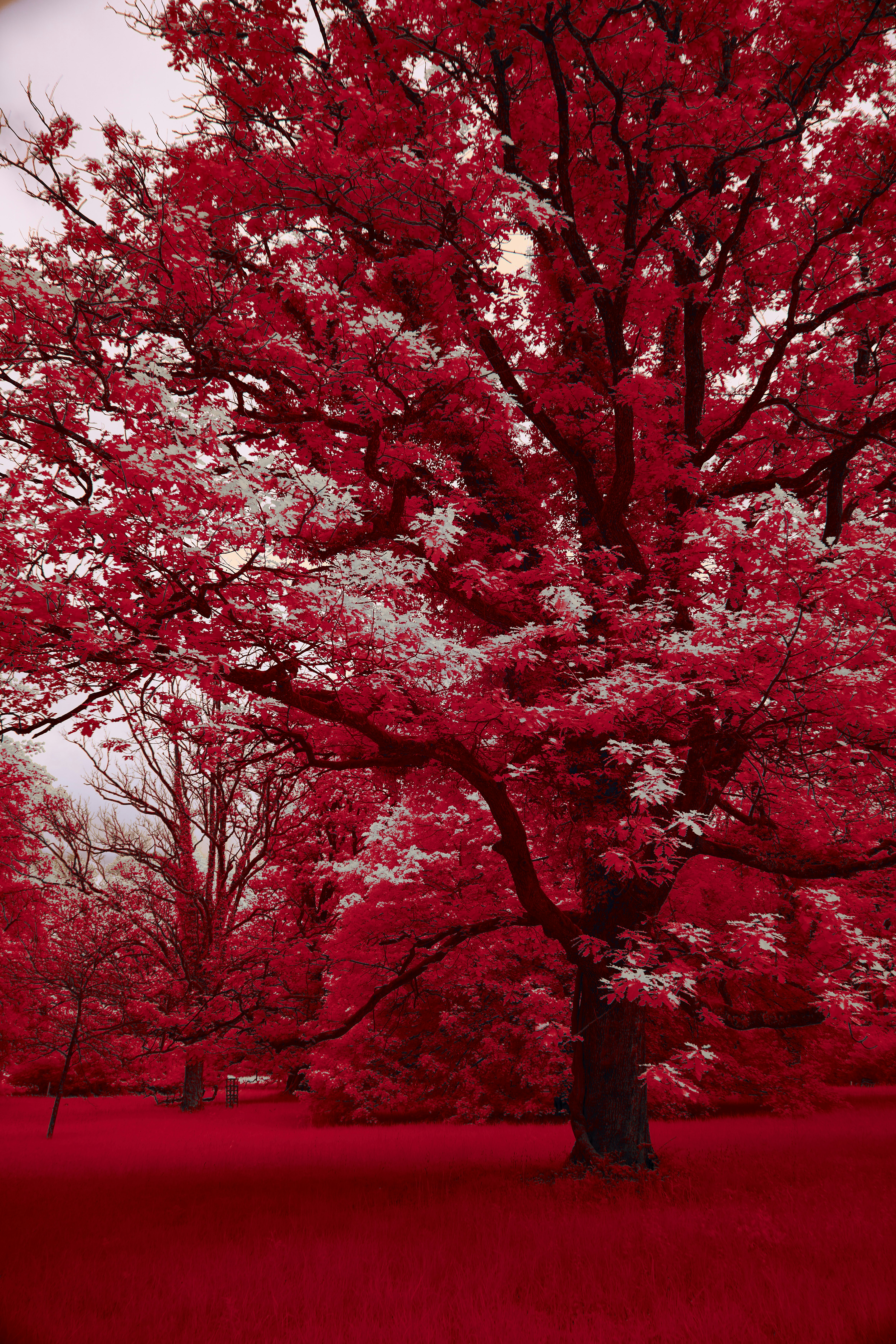 Photo by wolfgang_hasselmann