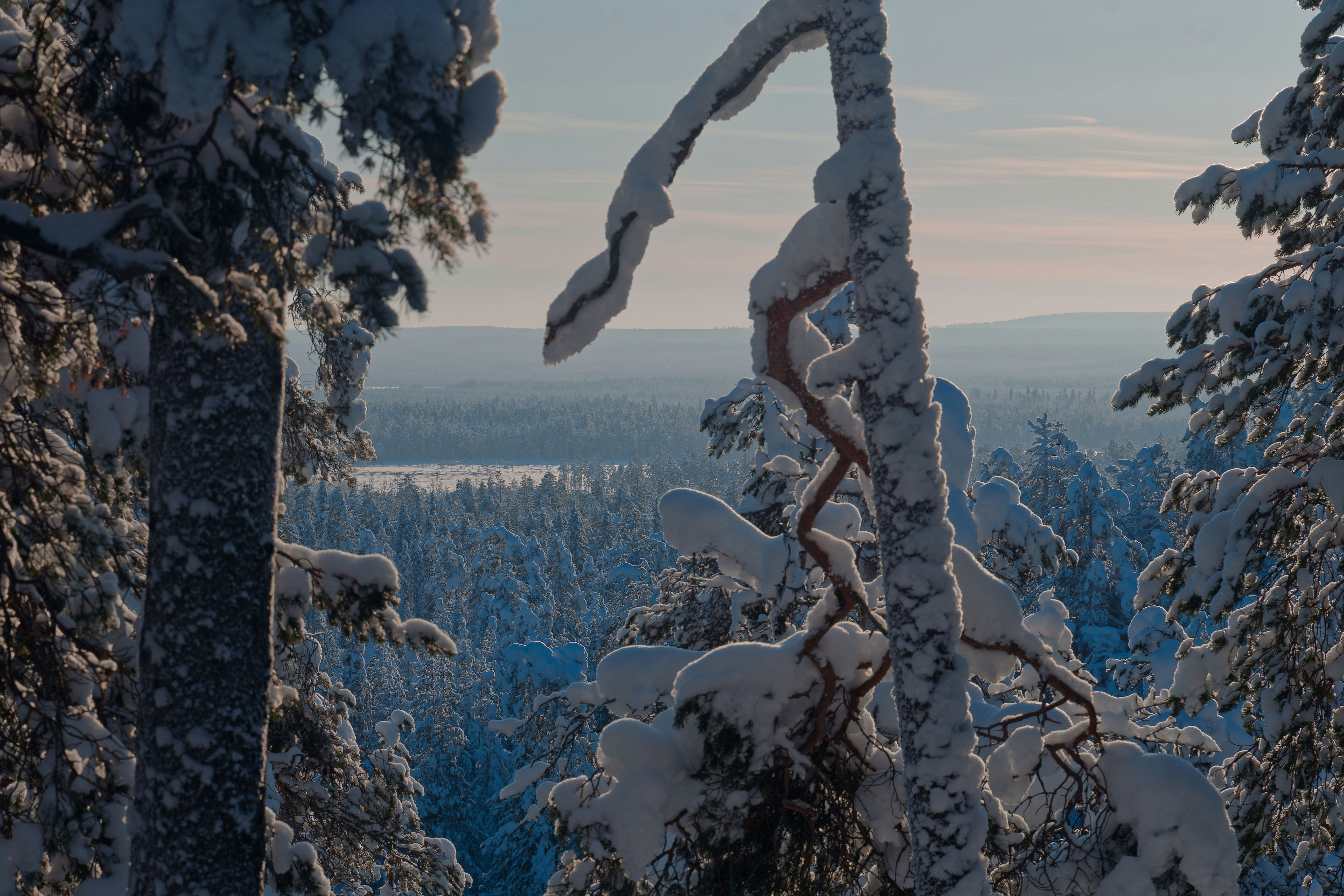 Árvores cobertas de neve em uma paisagem serena de inverno