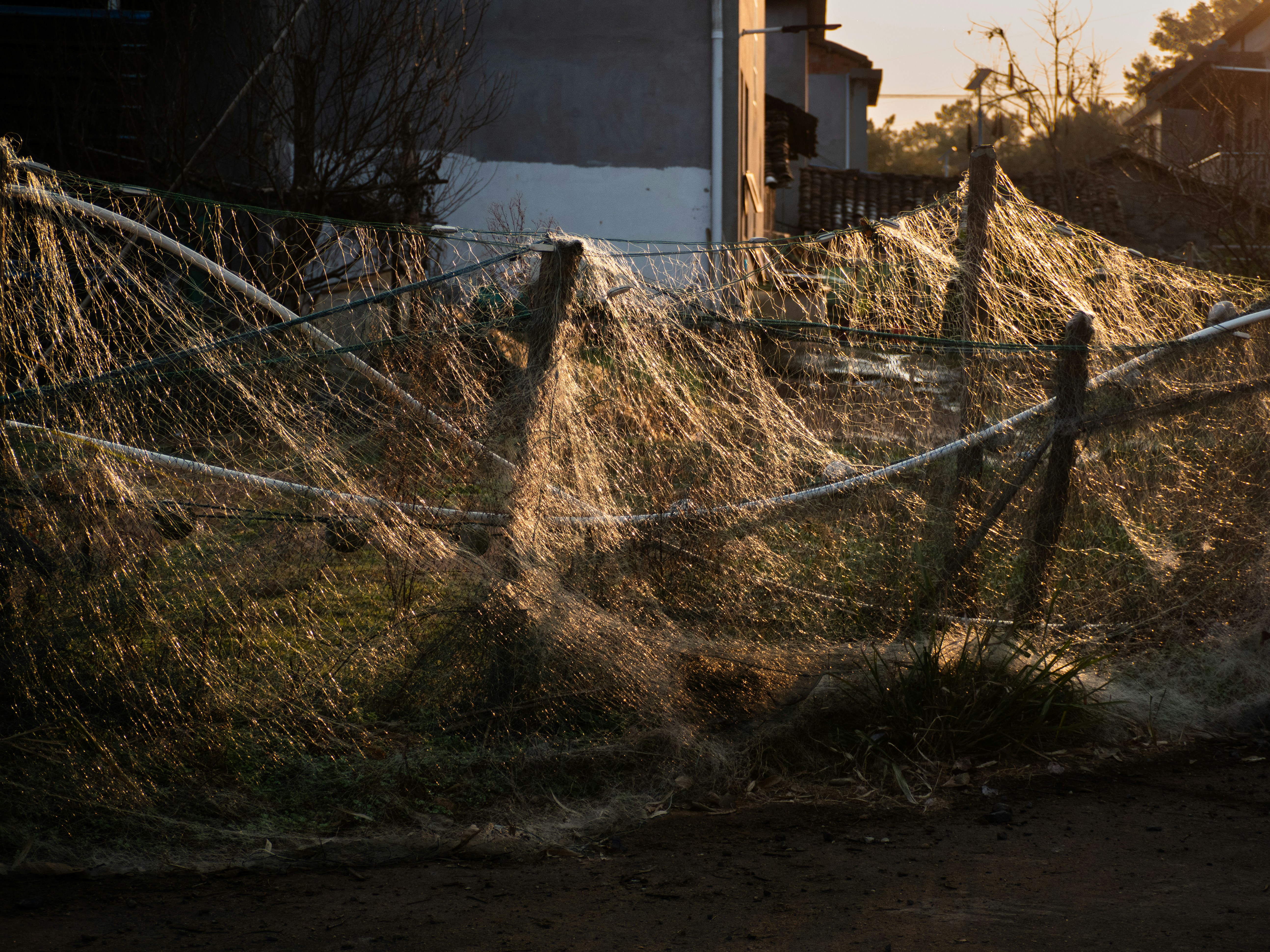 A fence covered in shimmering spiderwebs at sunrise.