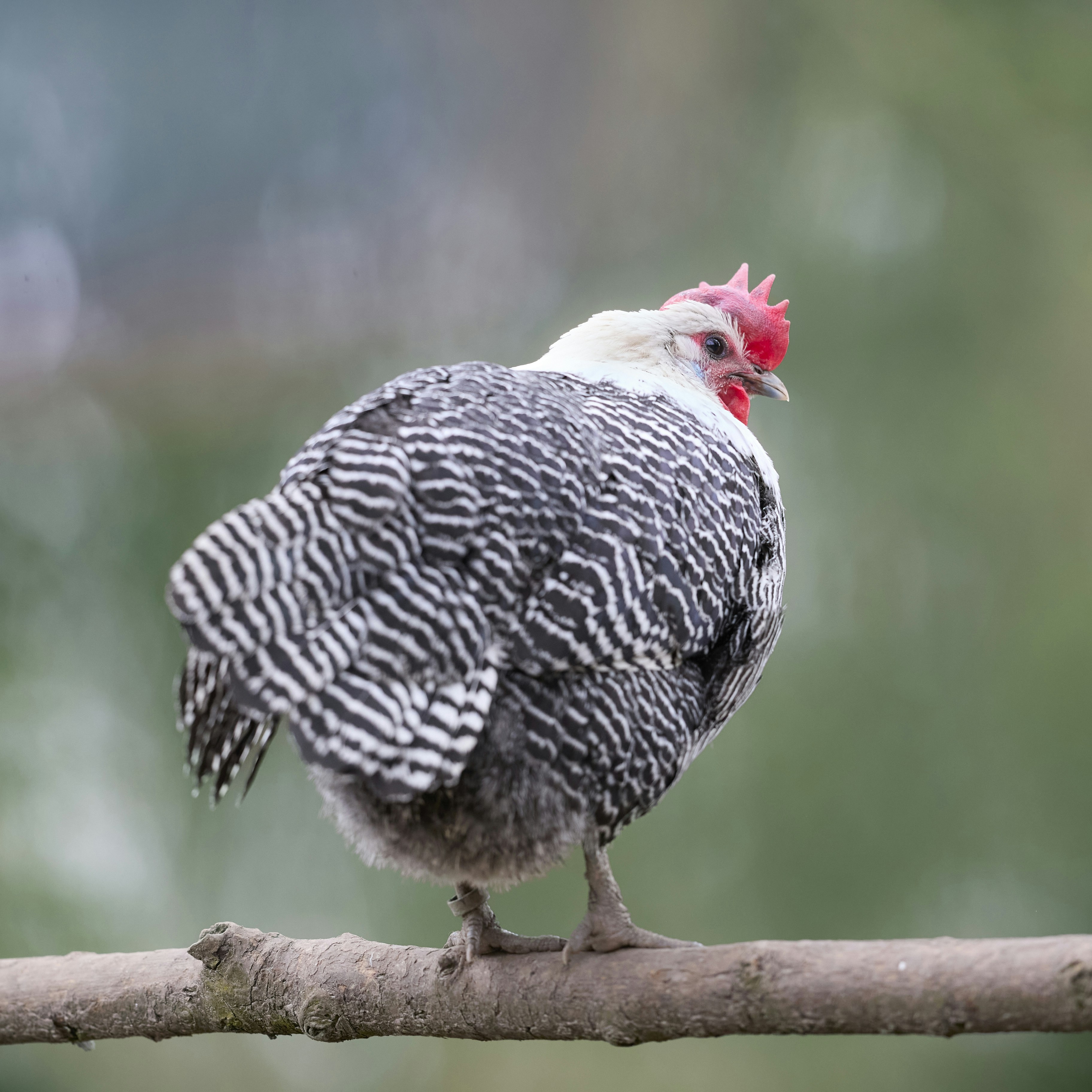 Photo by erwinbosman