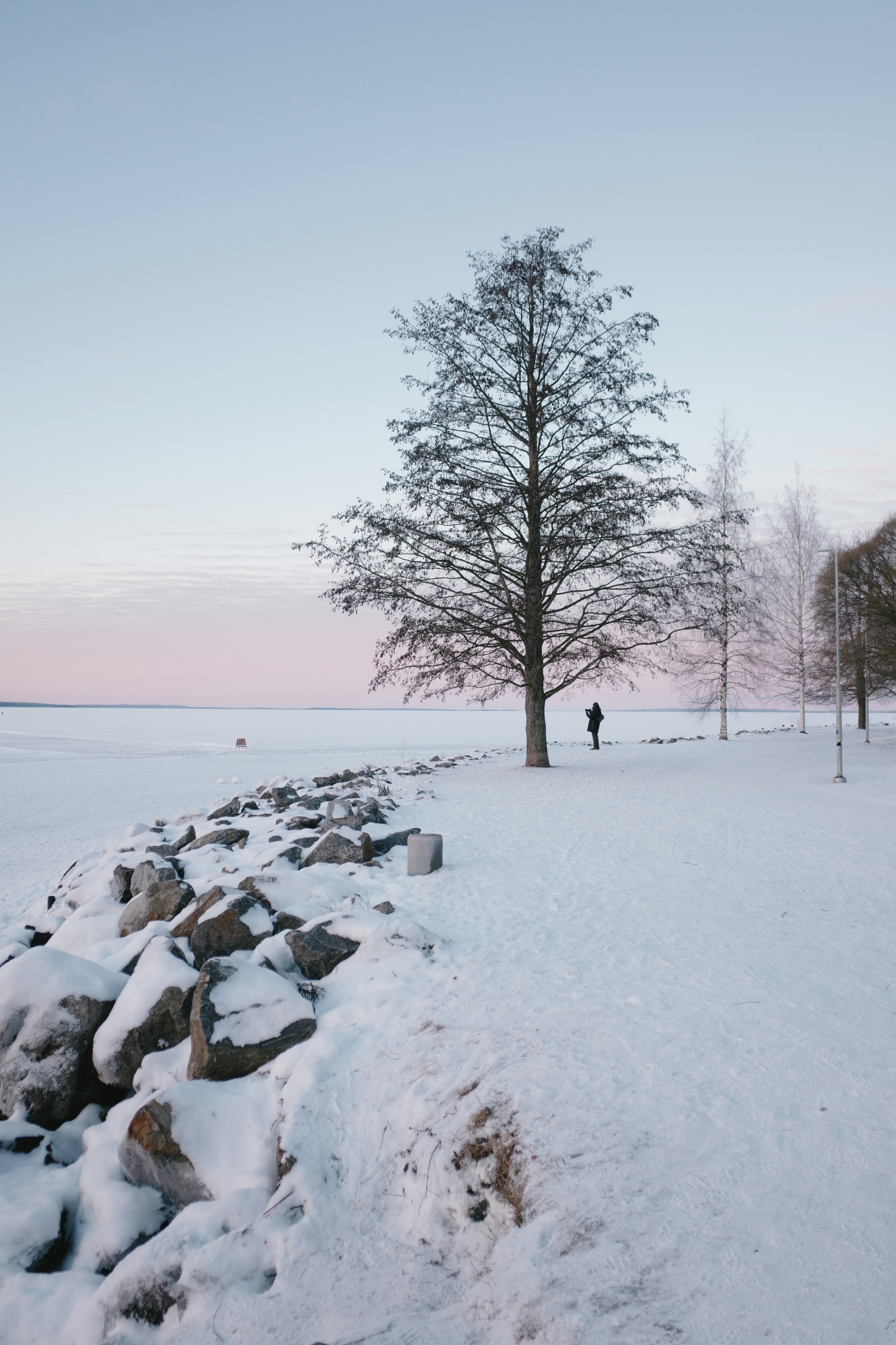 Árbol desnudo en un sendero nevado junto a la orilla rocosa