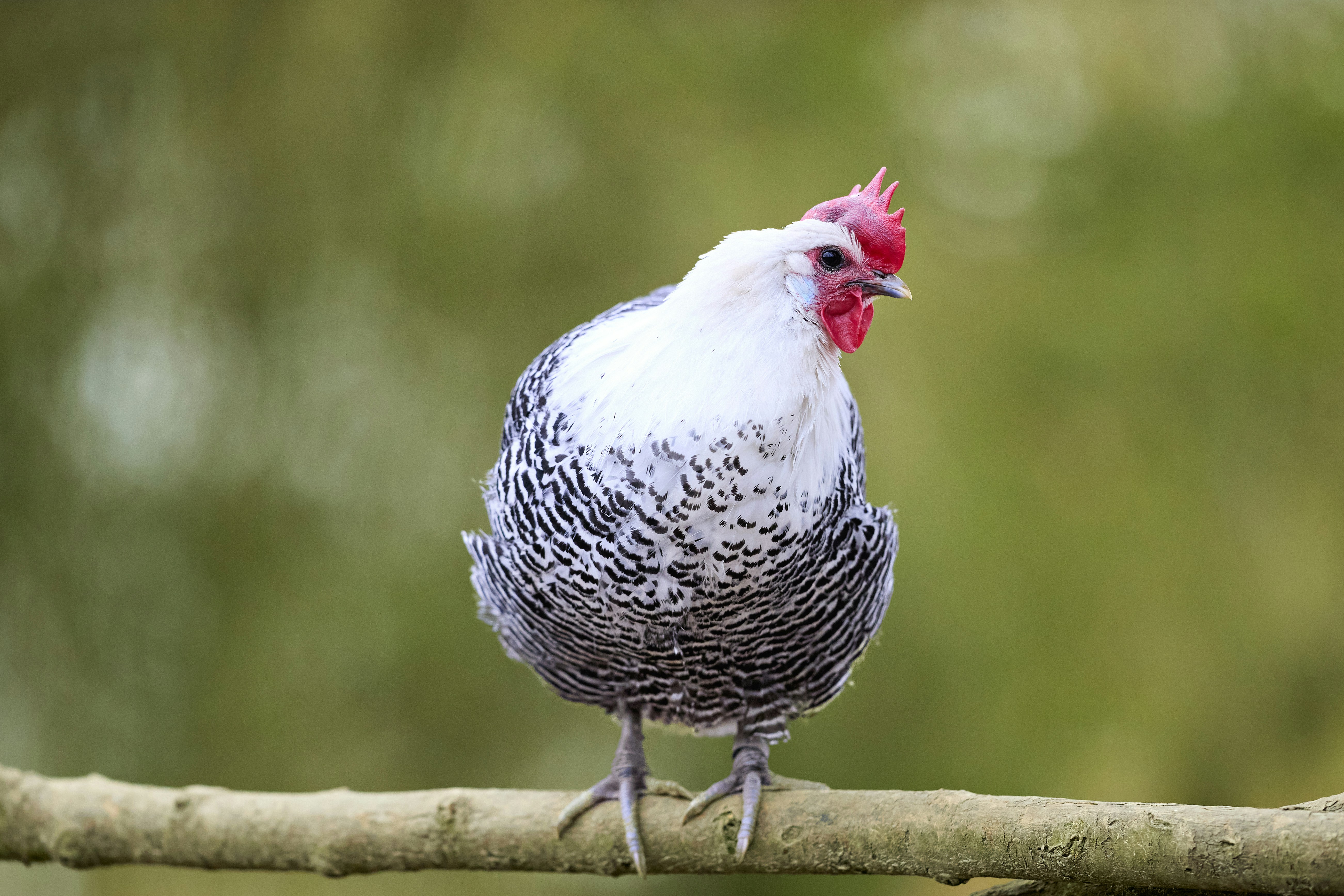 Photo by erwinbosman