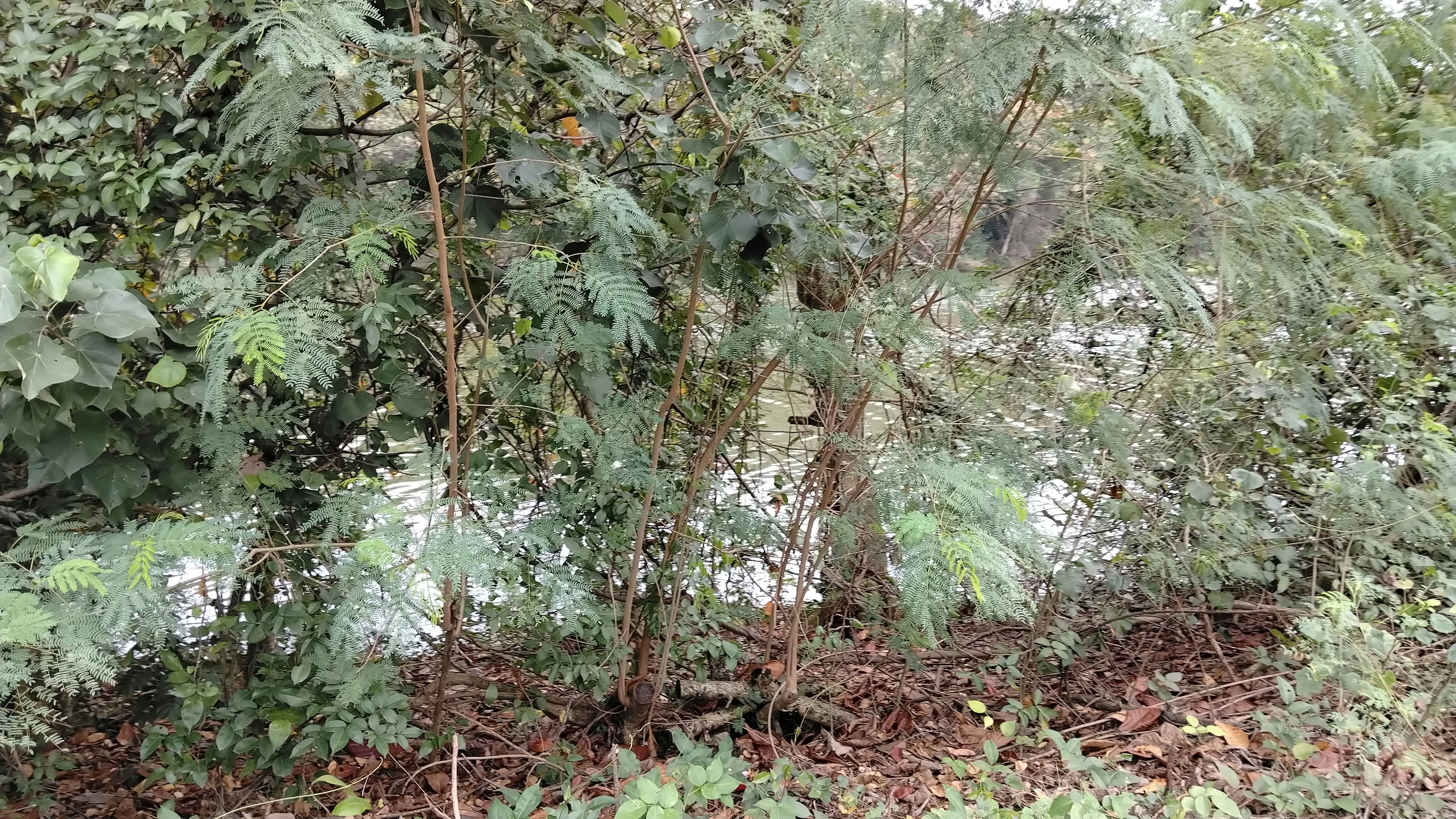 Fogliame verde e rigoglioso con un accenno d'acqua dietro.