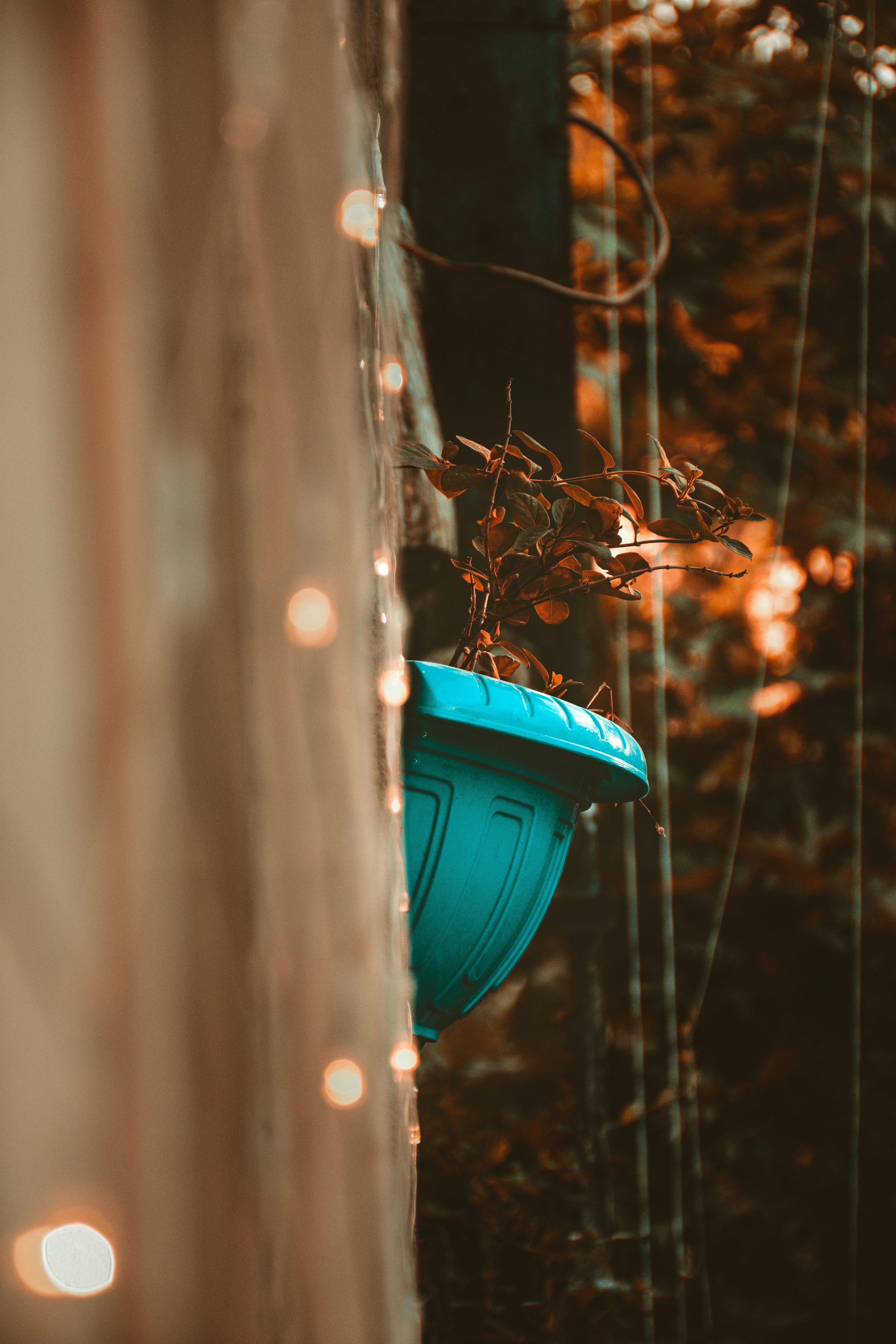 A potted plant hangs next to string lights.