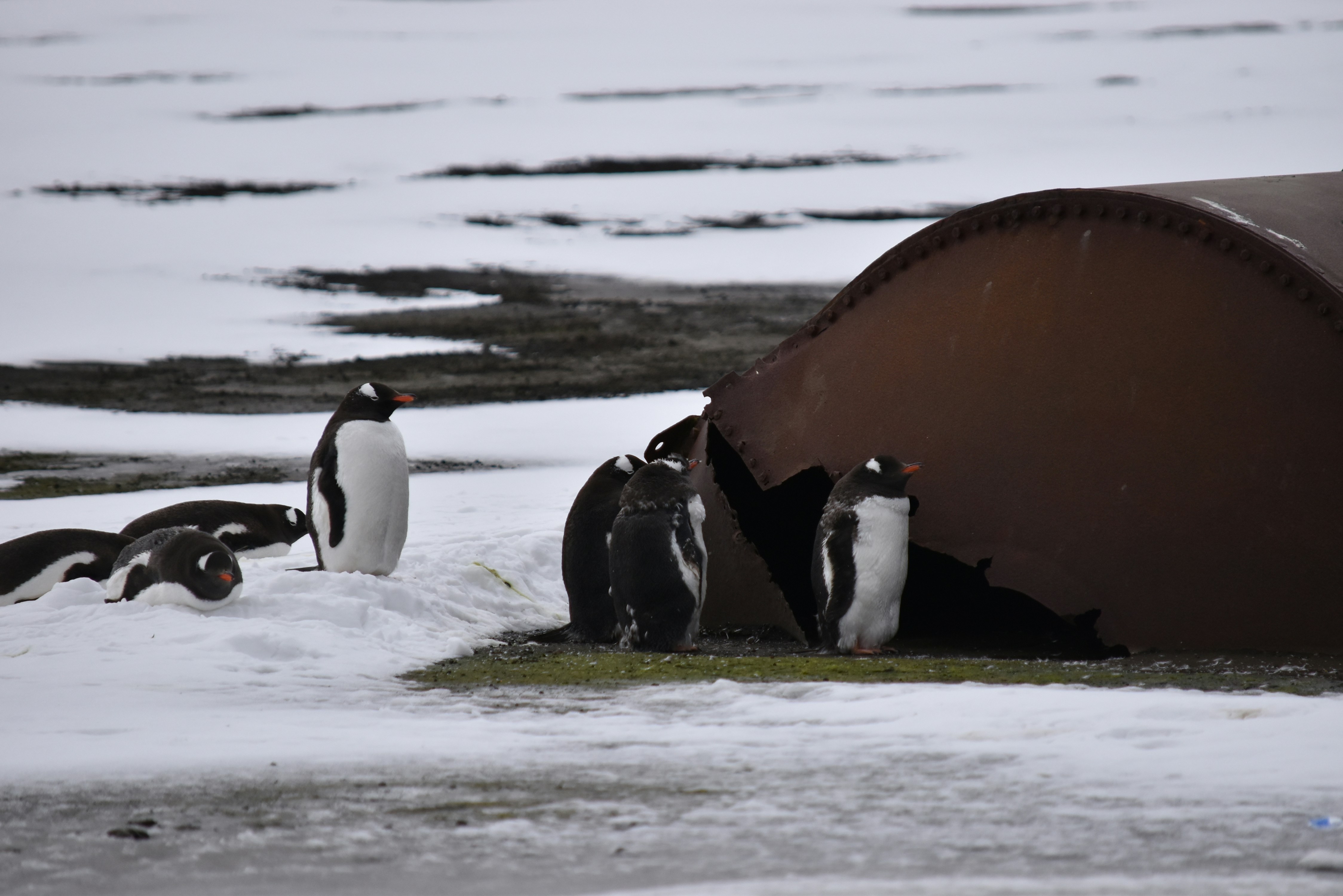 ペンギンたちは雪の中、錆びた樽のそばに身を寄せ合っています。