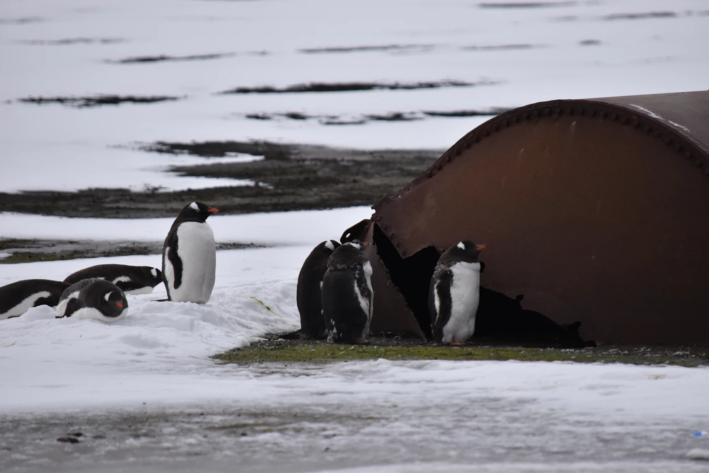 Ein Zodiac-Beiboot nähert sich einer Pinguinkolonie an der Antarktischen Halbinsel