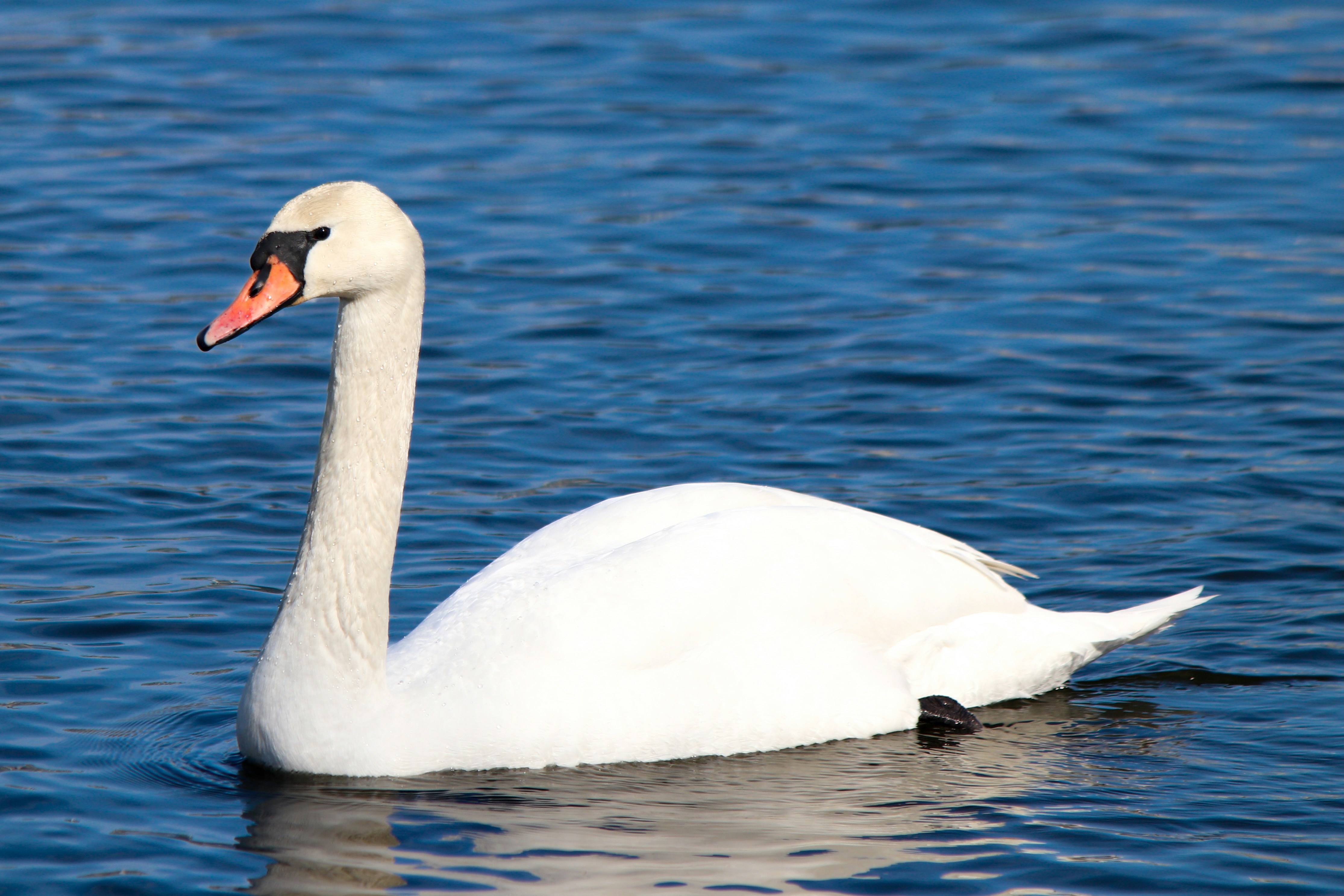 Photo by fotografialuivlad