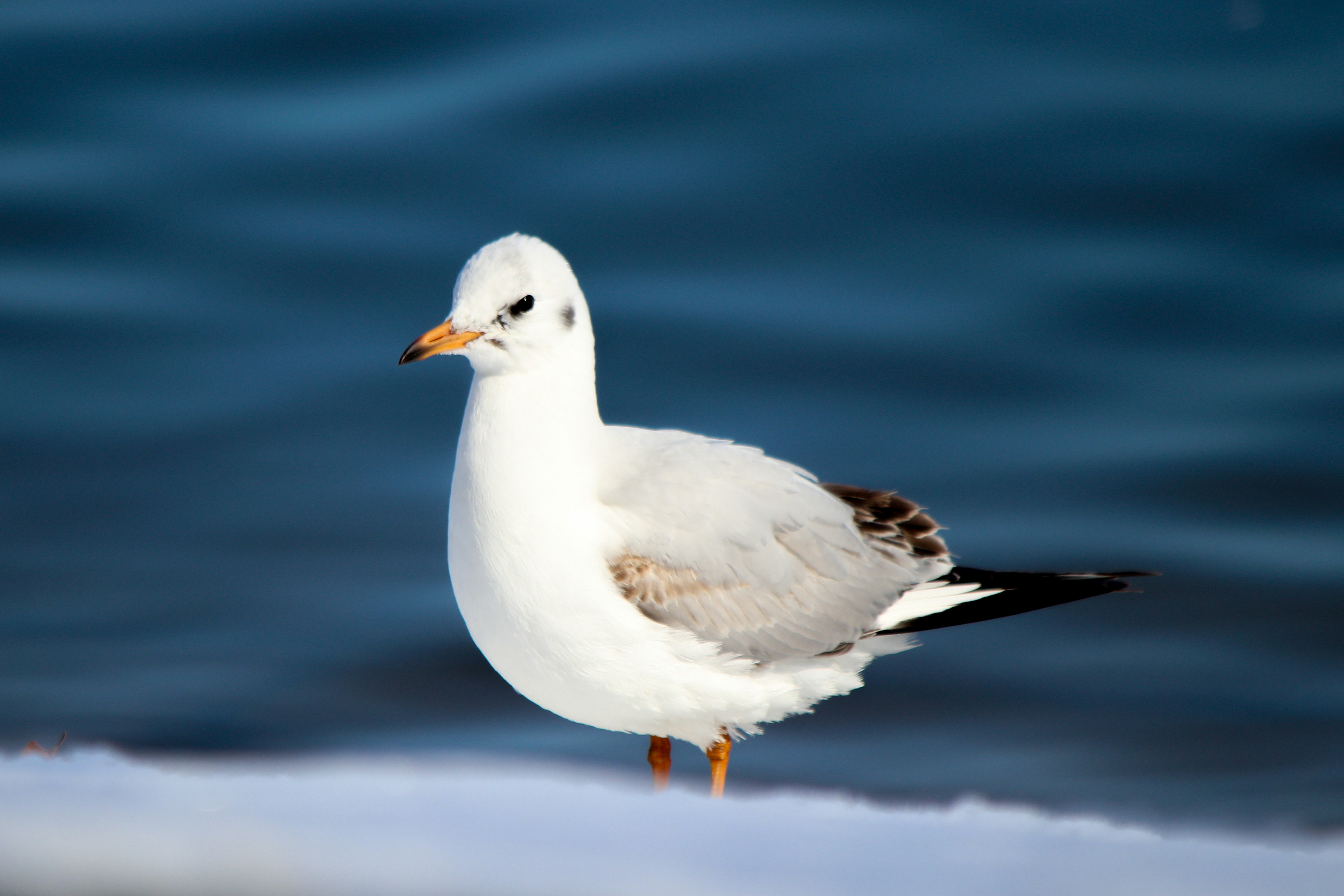 Photo by fotografialuivlad