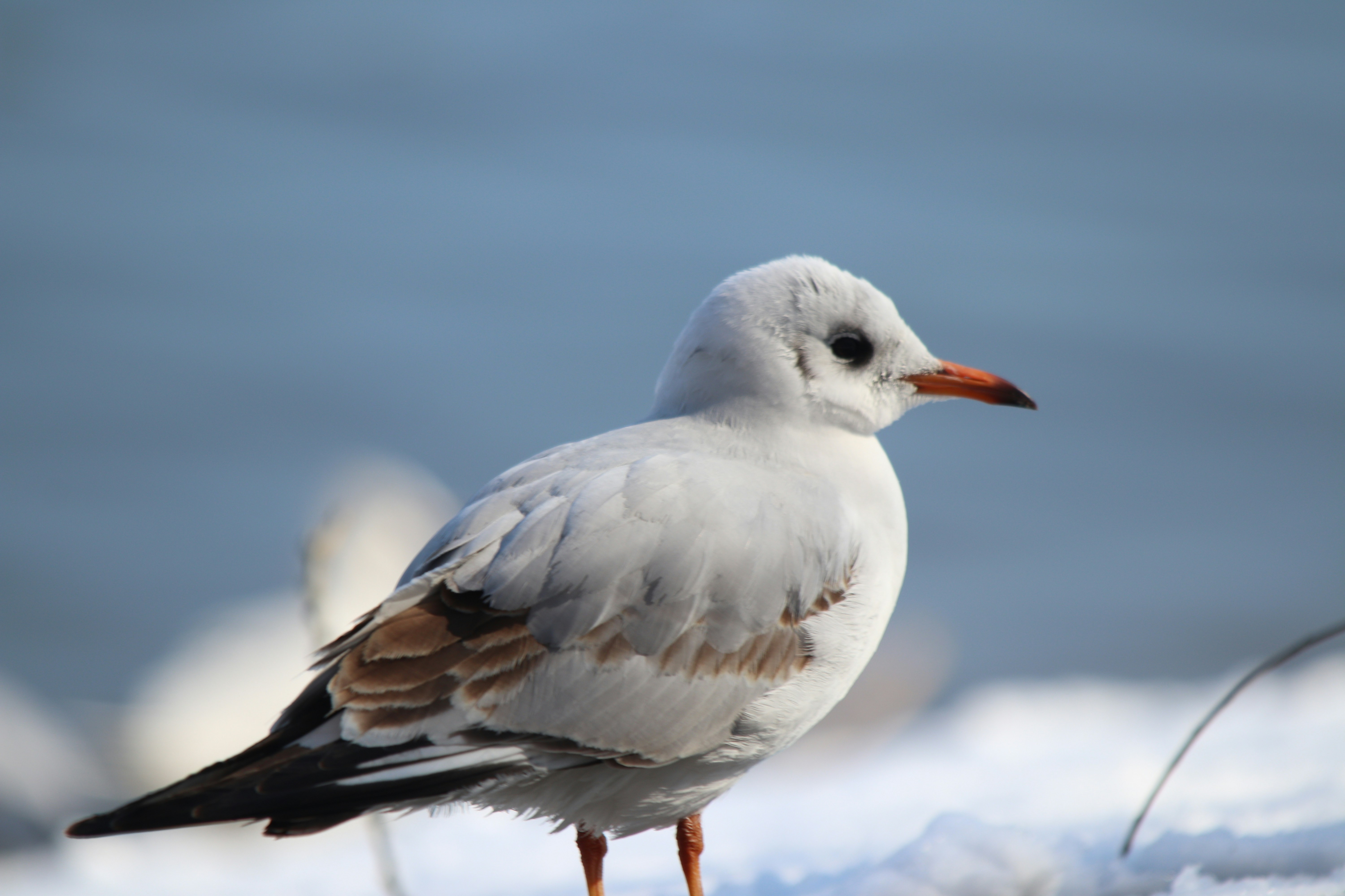 Photo by fotografialuivlad