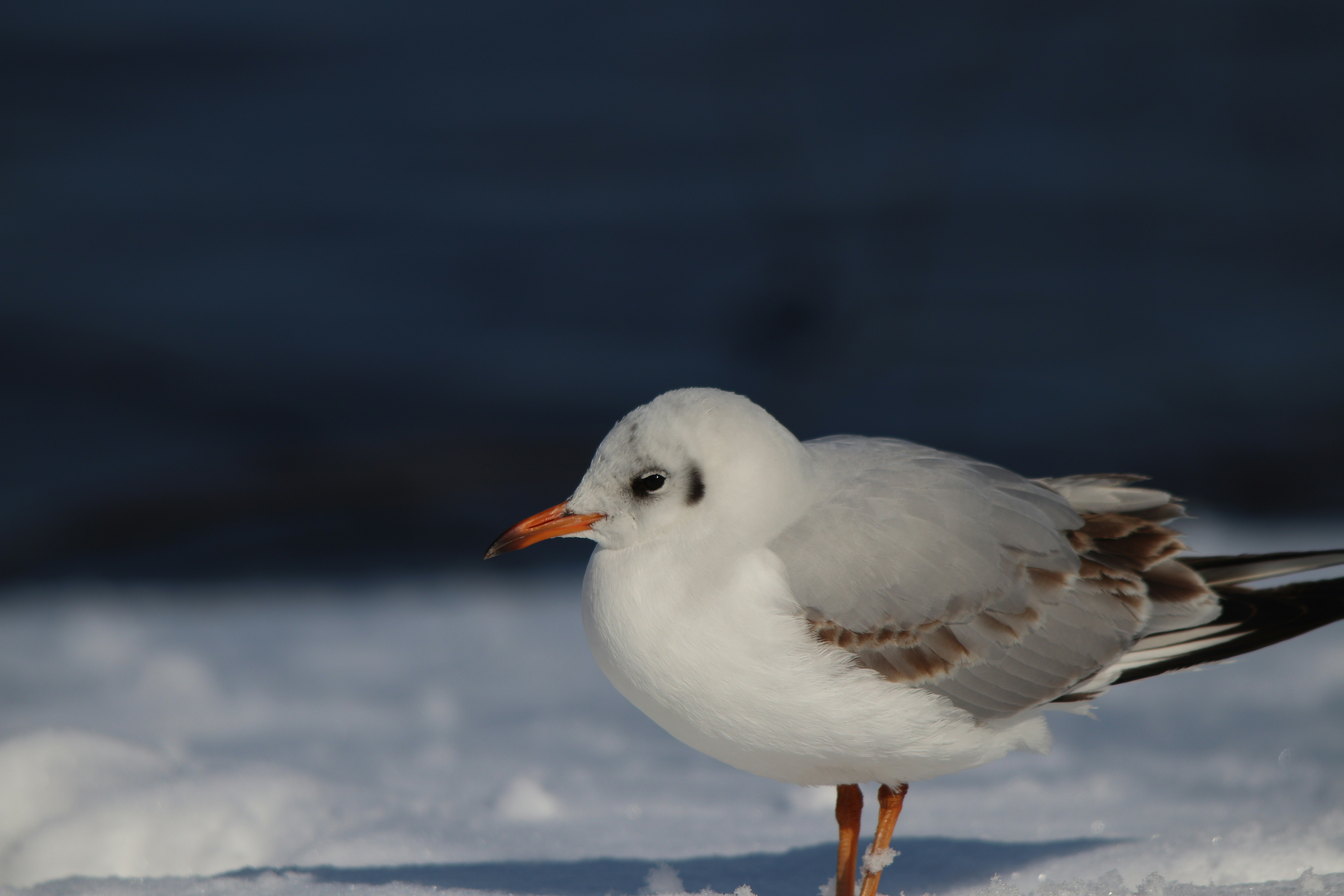 Photo by fotografialuivlad