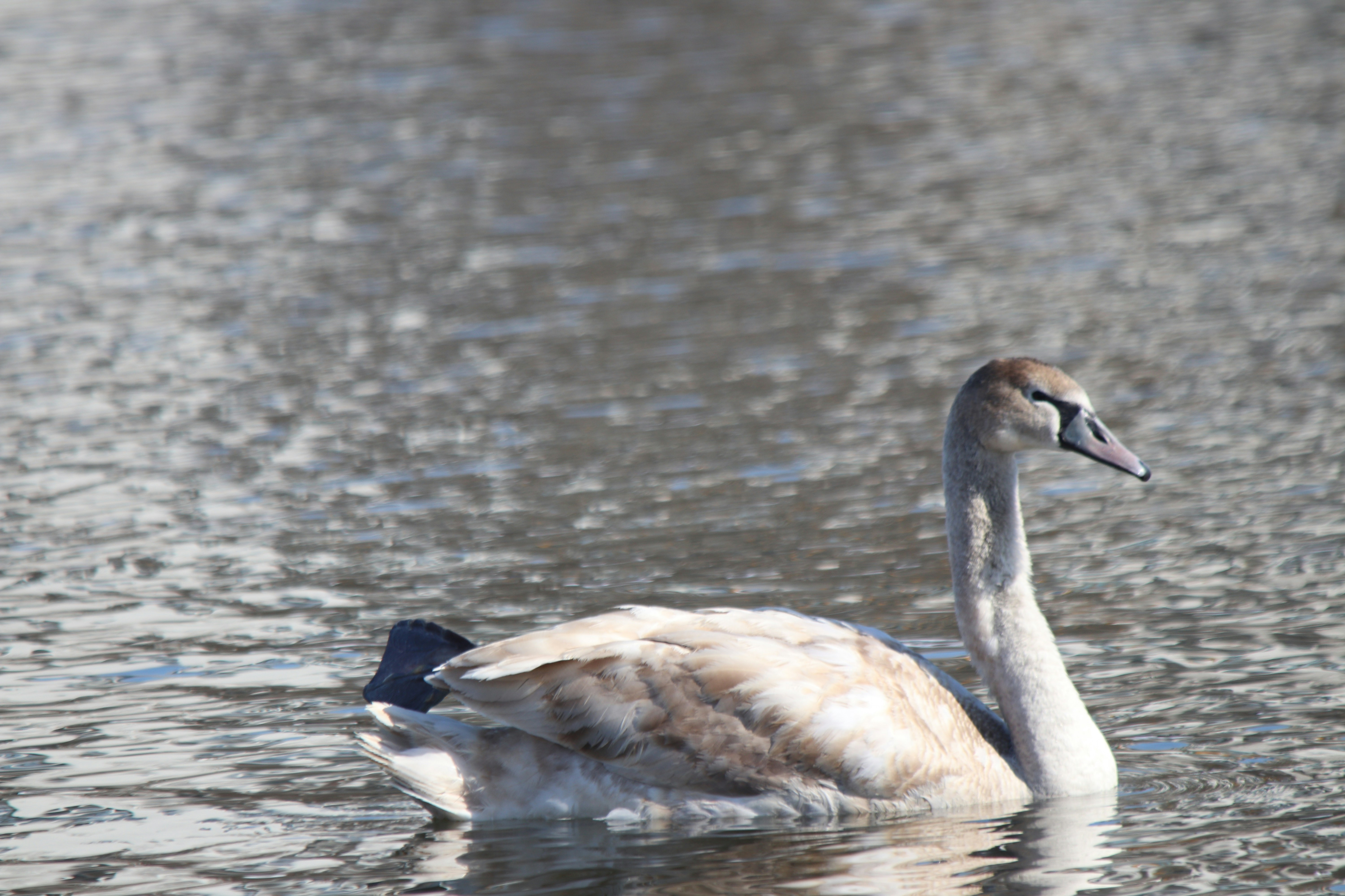 Photo by fotografialuivlad