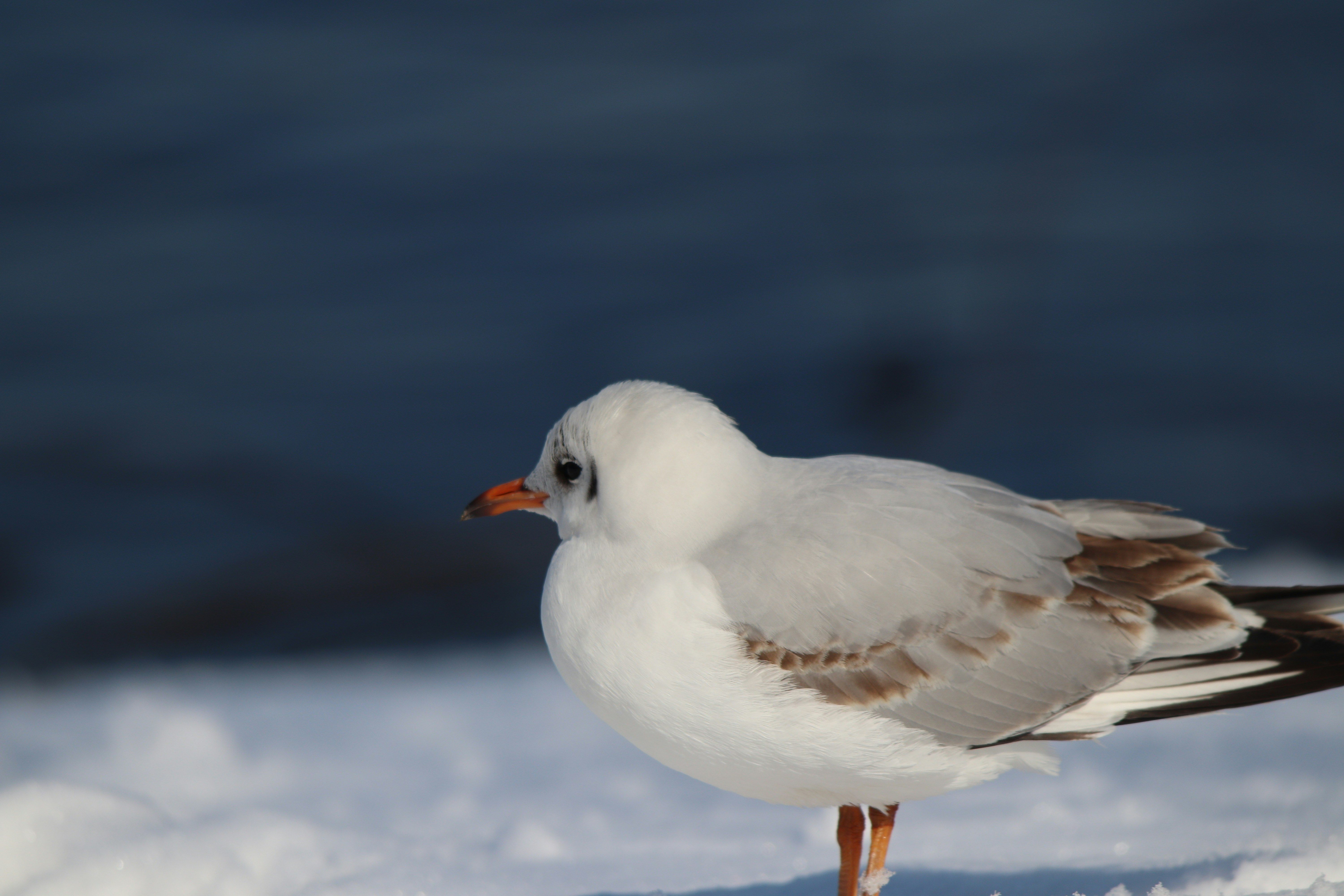 Photo by fotografialuivlad