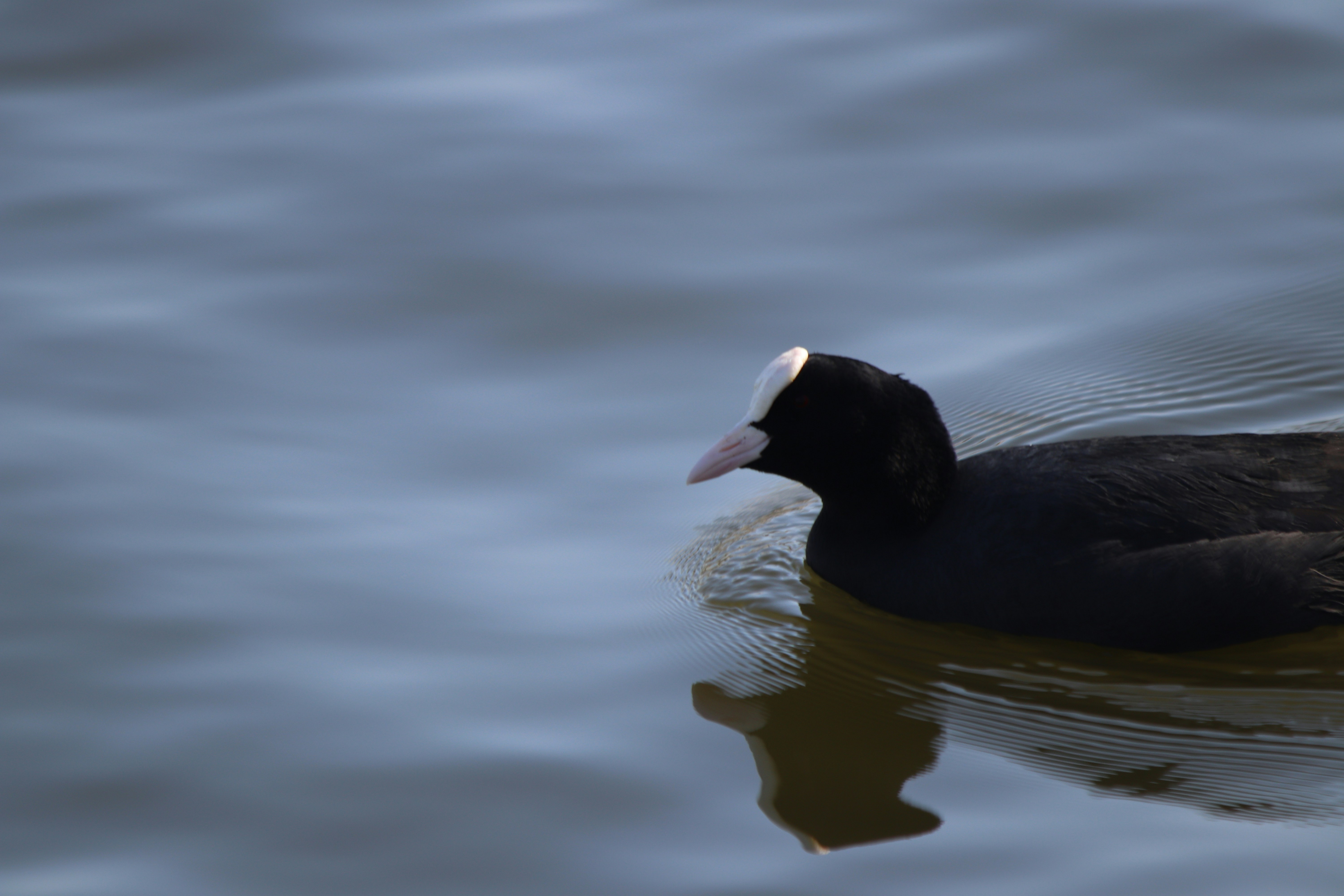 Photo by fotografialuivlad