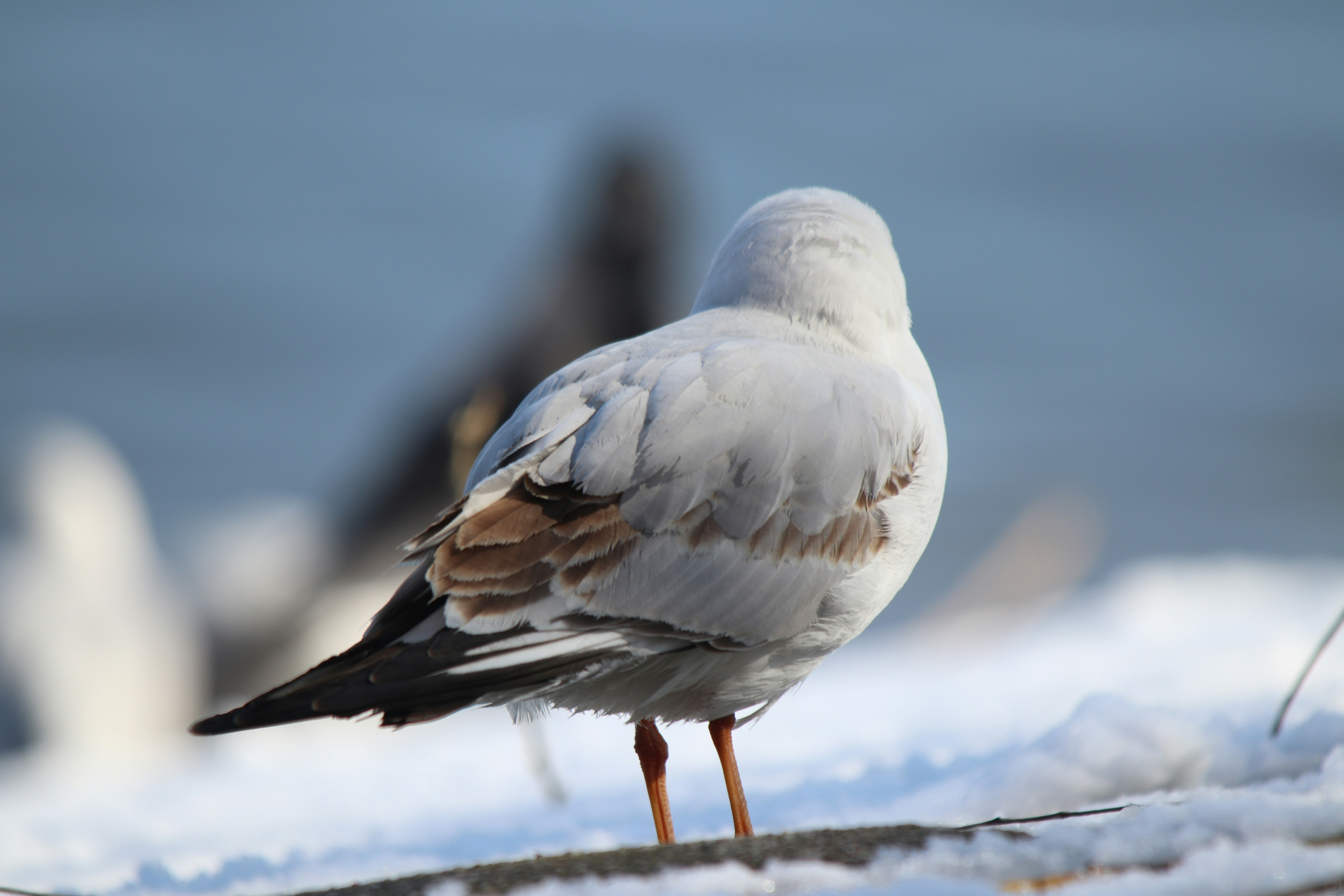 Photo by fotografialuivlad