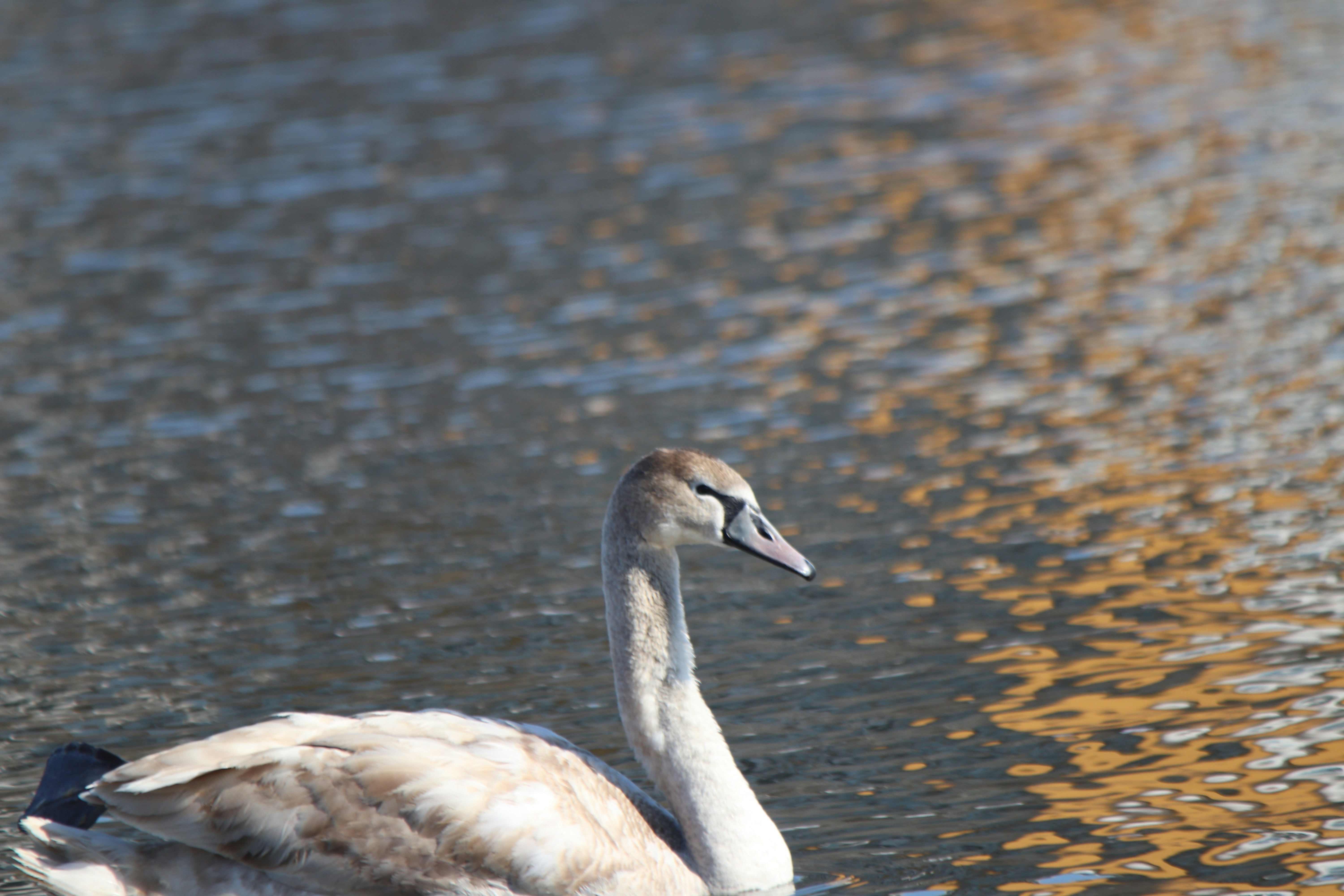 Photo by fotografialuivlad