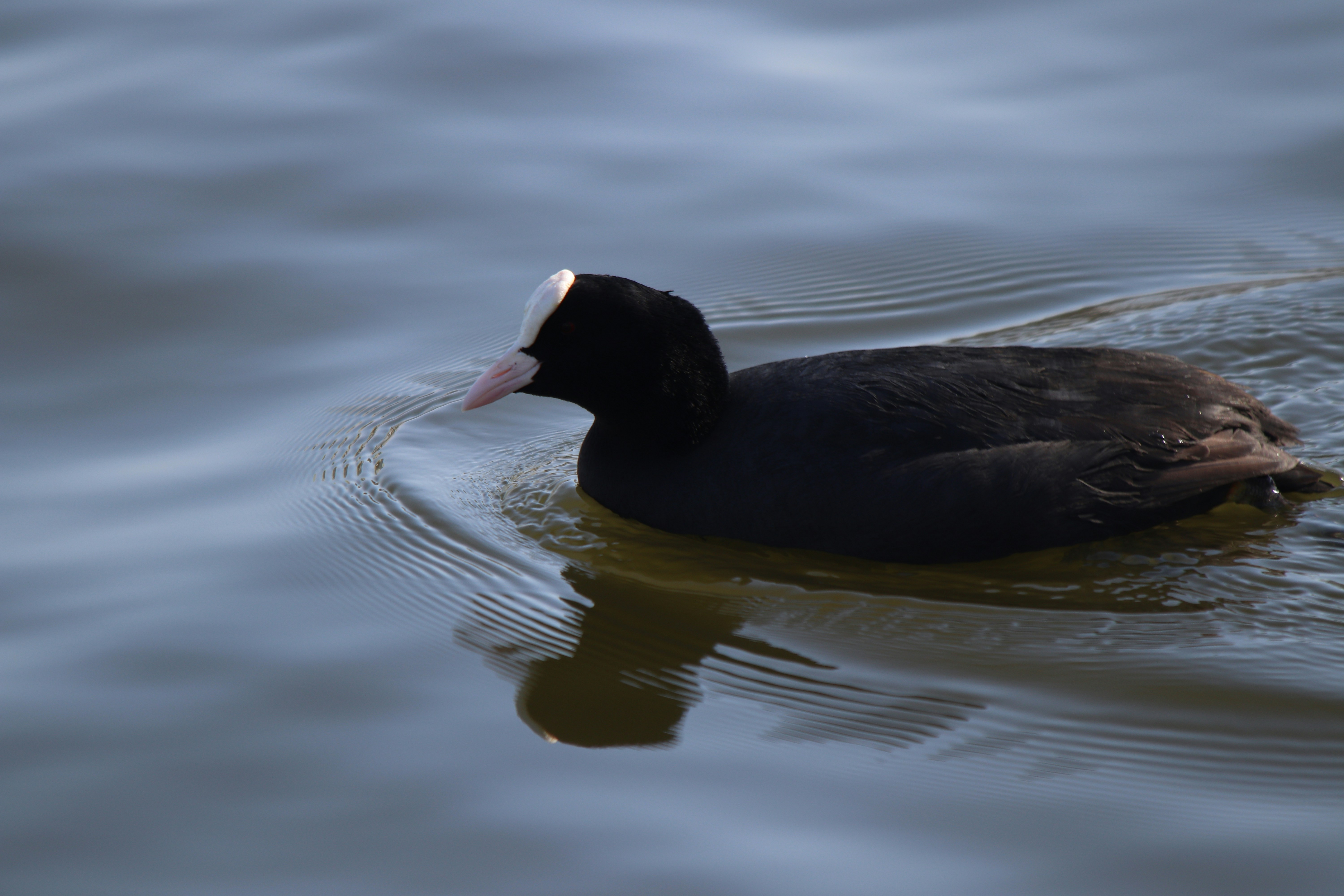 Photo by fotografialuivlad