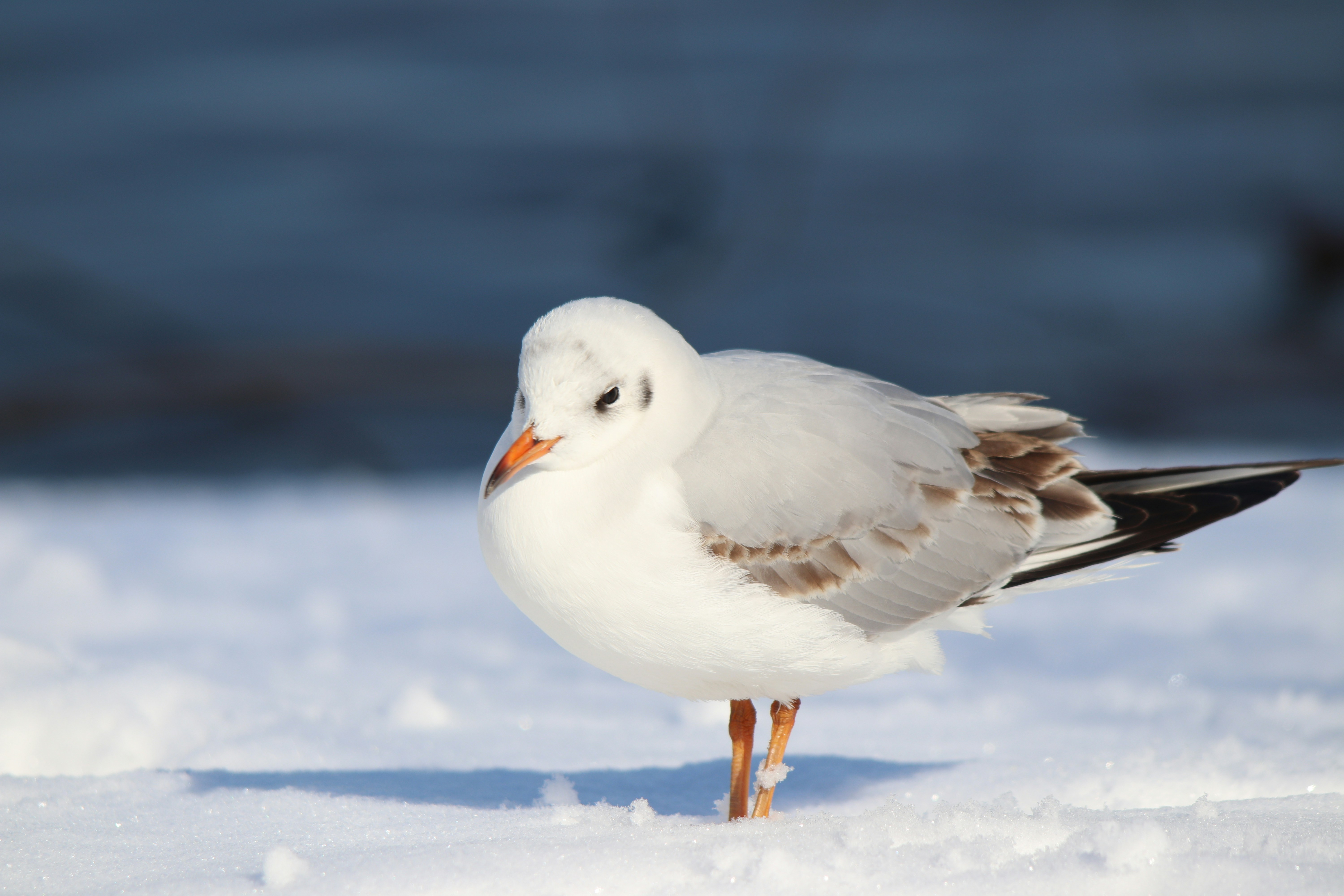 Photo by fotografialuivlad