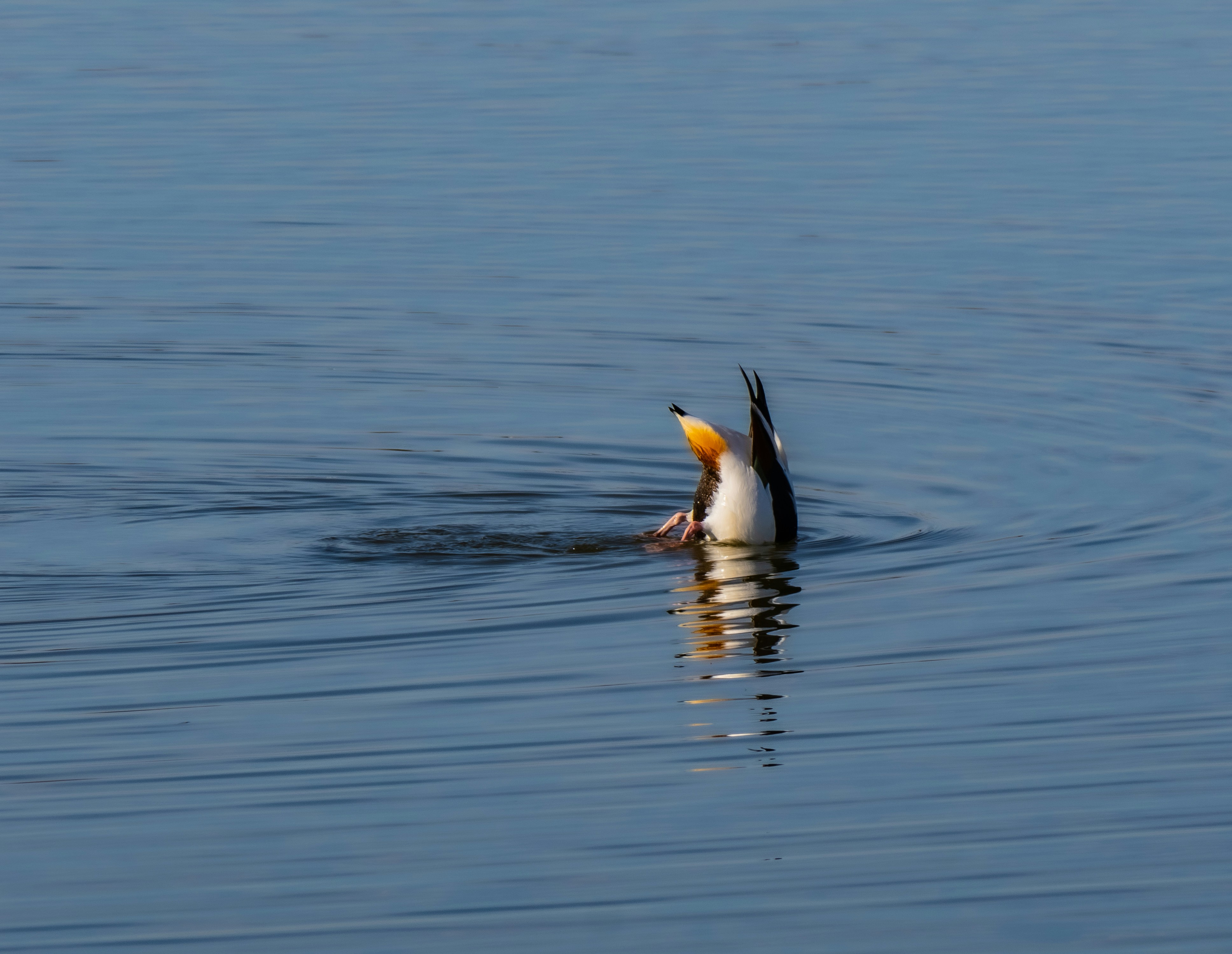 Photo by gopitri_prem