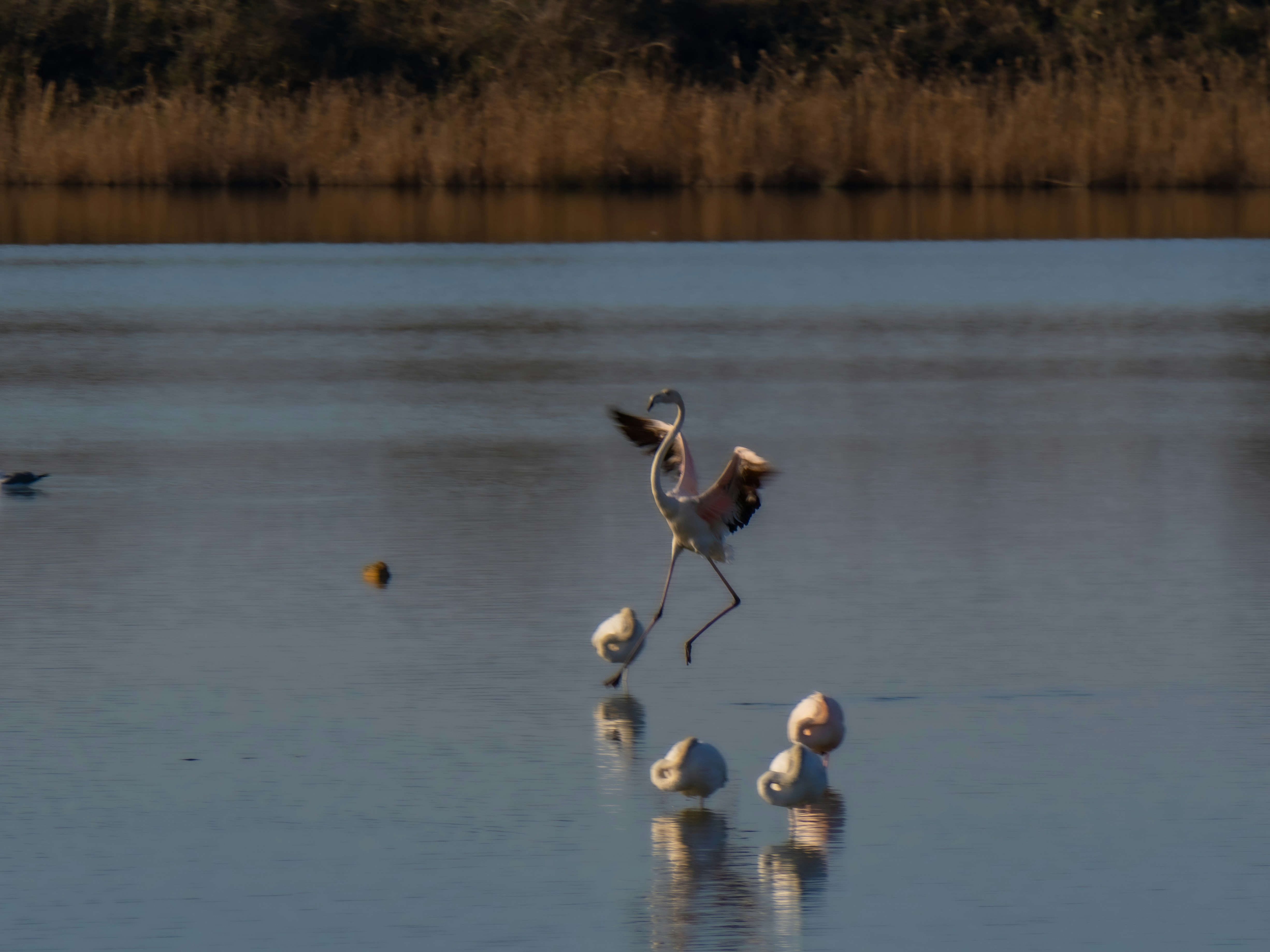 Flamingos wading and one landing in shallow water.
