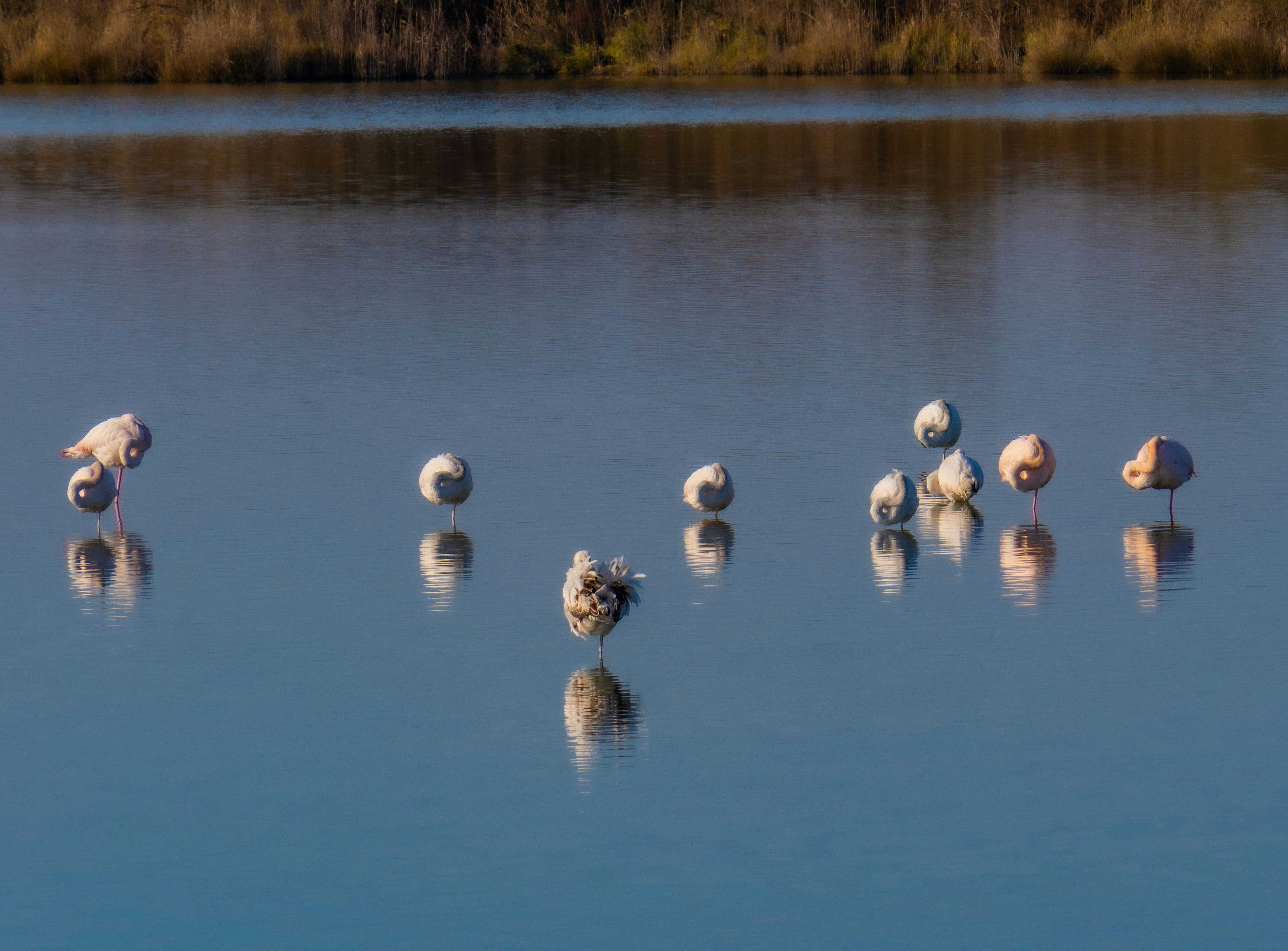 Flamingos standing in calm water with reflections.